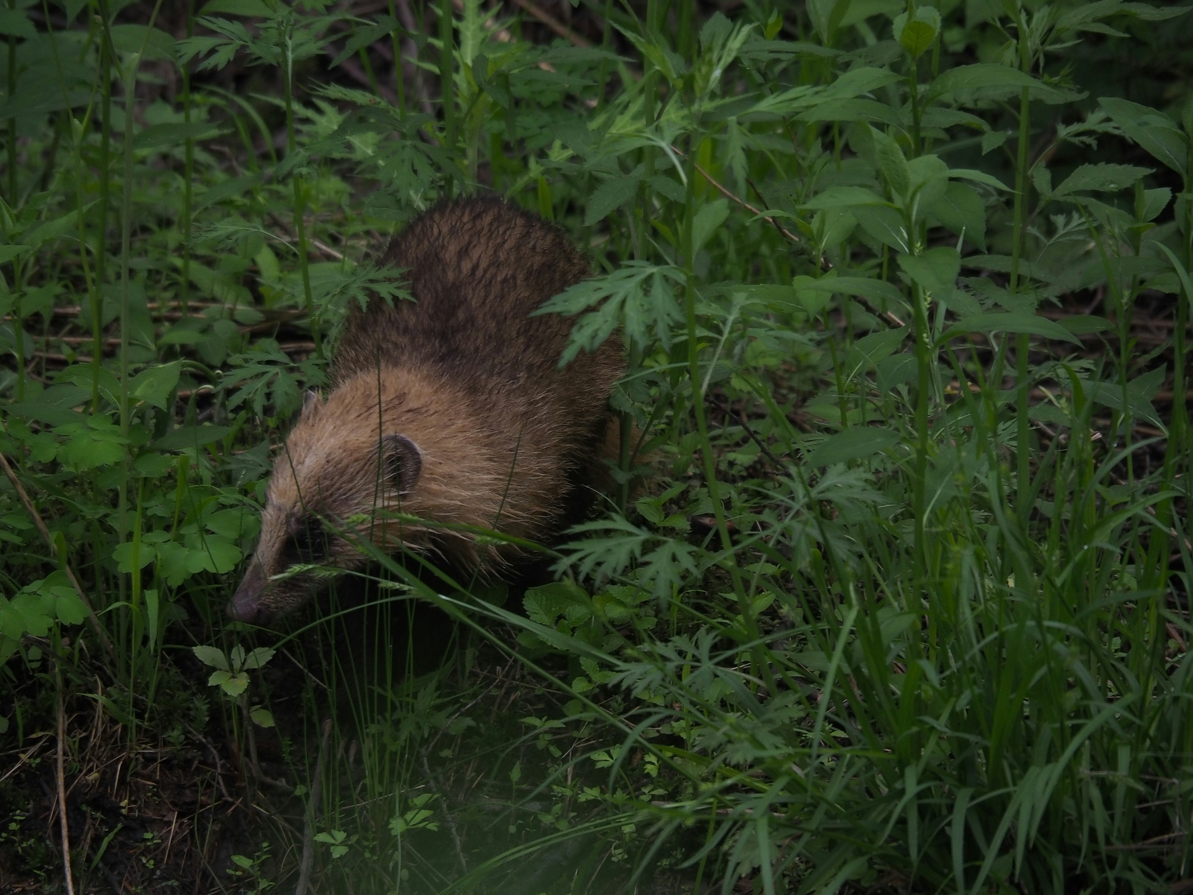 Un pequeño animal caminando a través de una vegetación exuberante