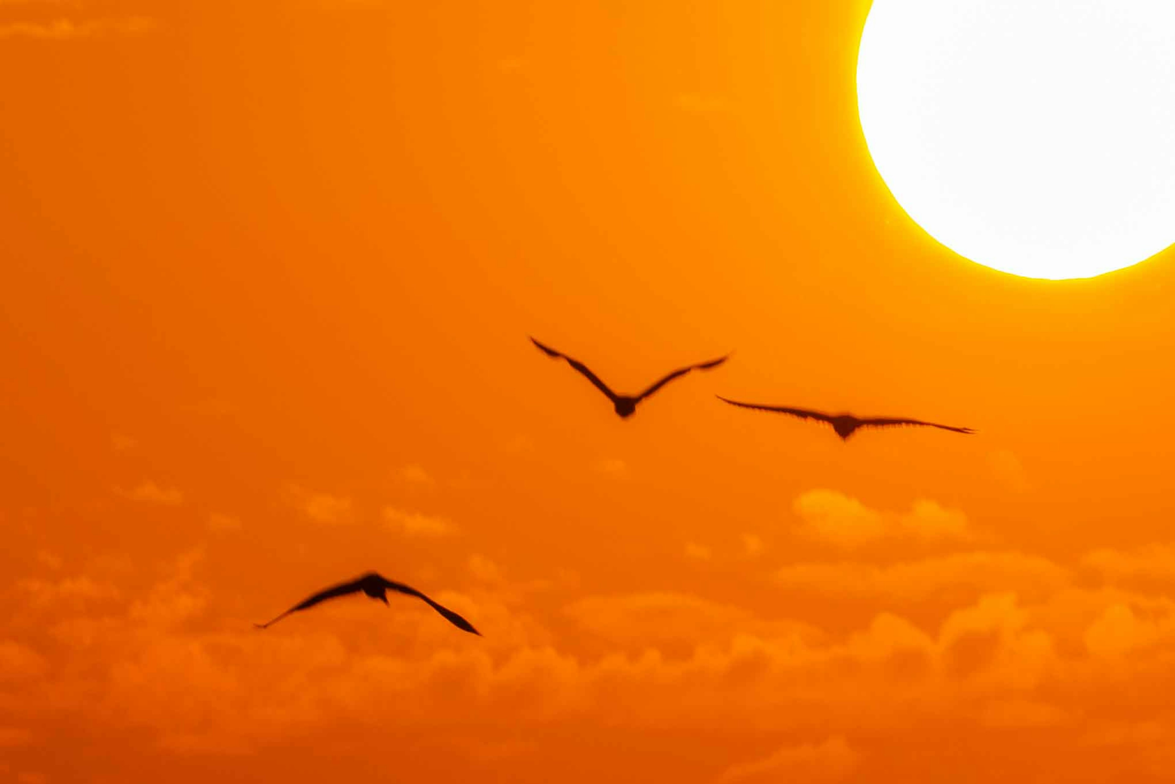 Silhouette di tre uccelli che volano al tramonto