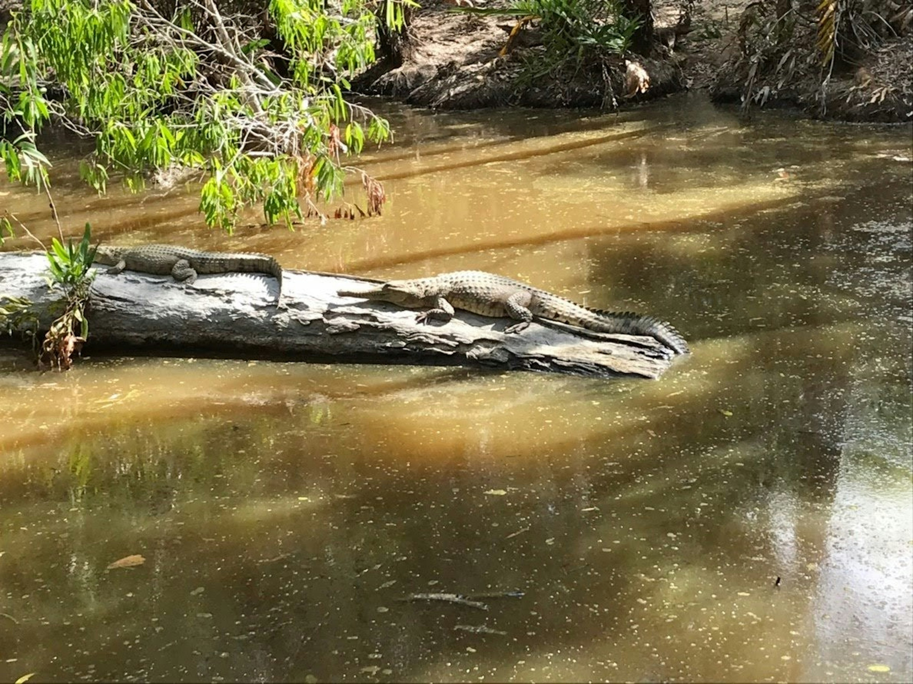 Natural scene featuring a log floating on water with a reptile resting on it