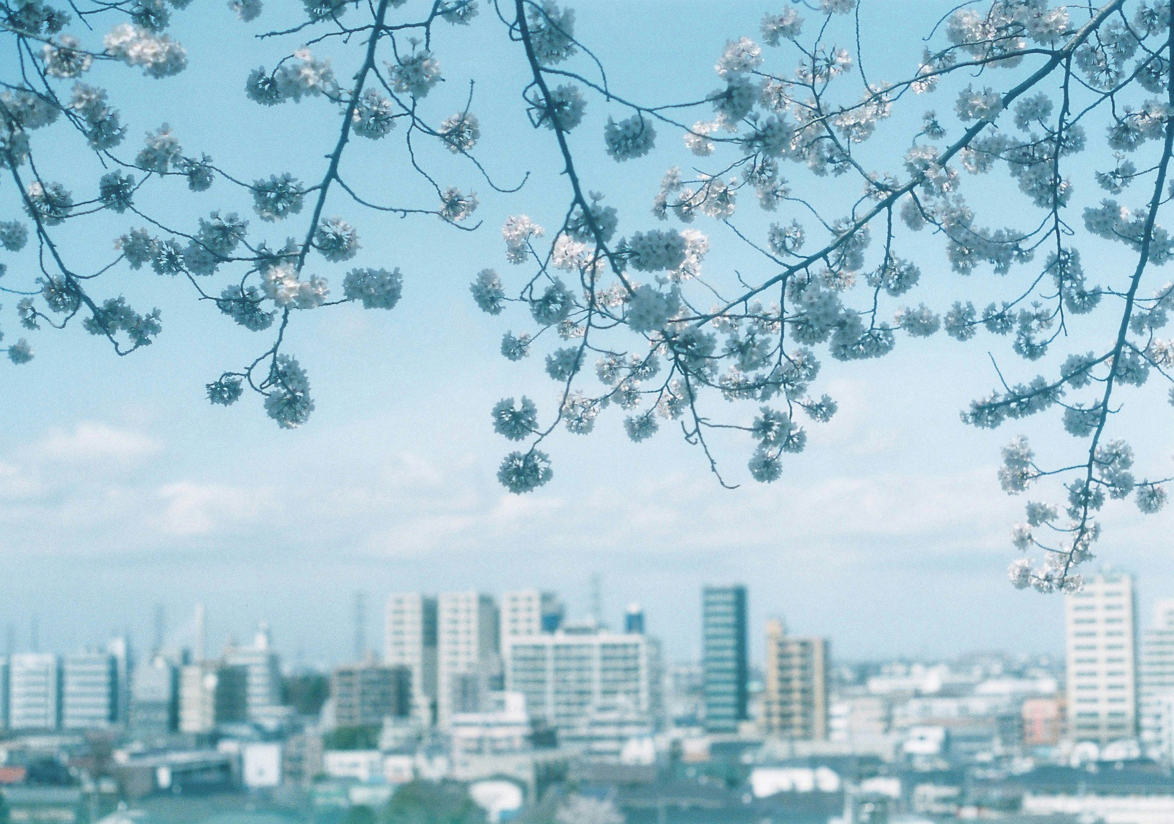 青い空と桜の花が映える都市の風景