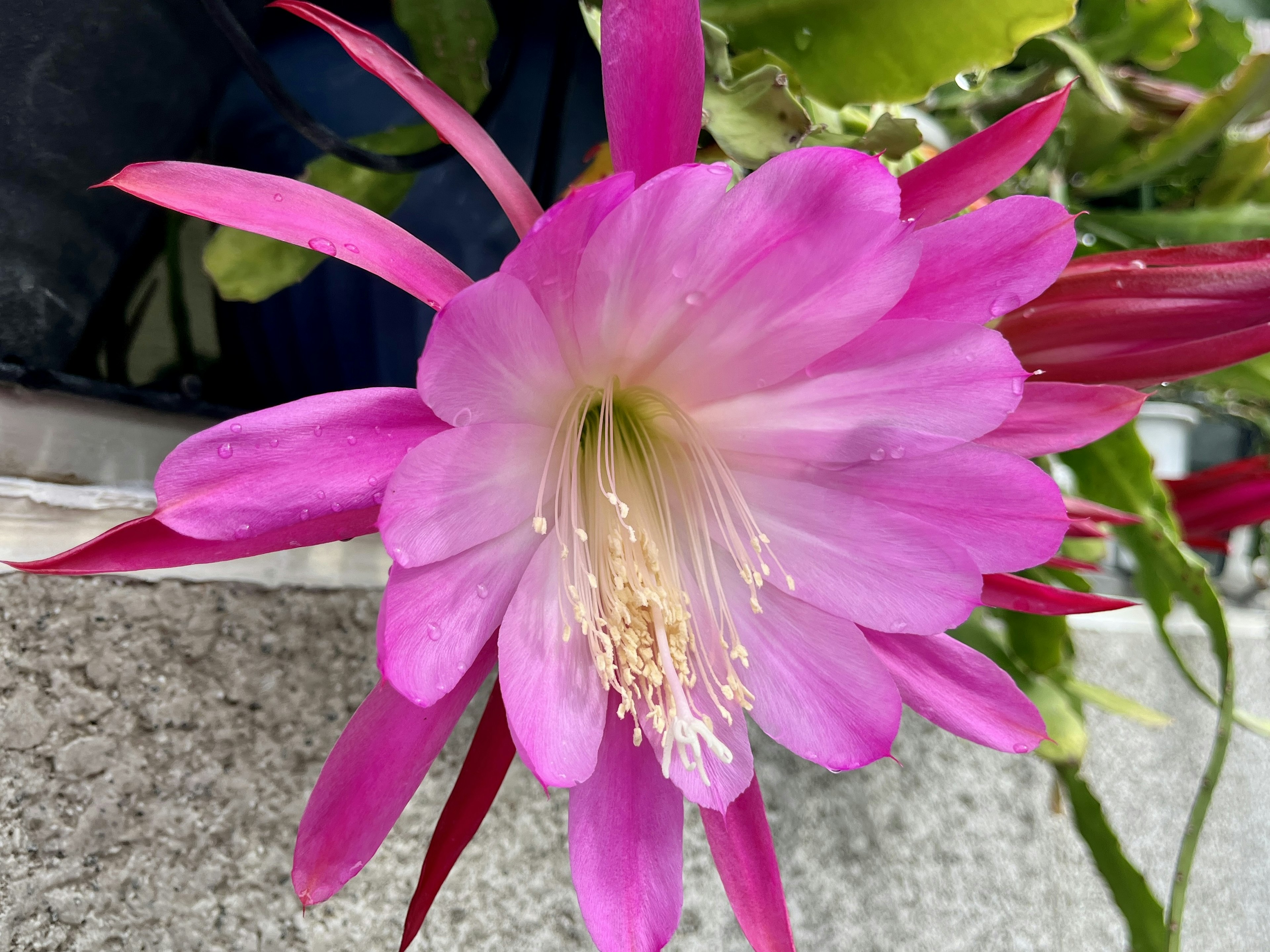 鮮やかなピンクの花が咲くサボテンの花