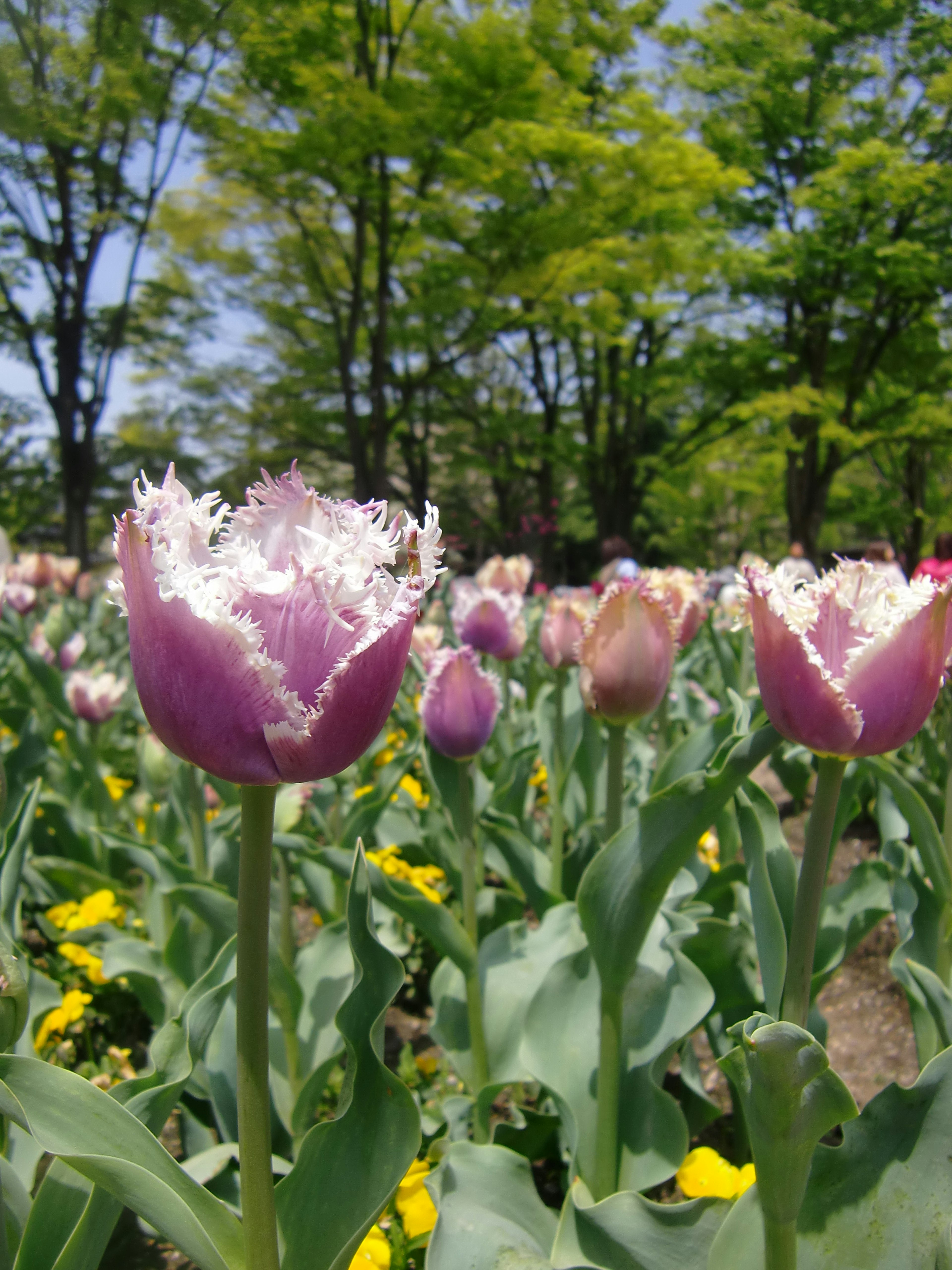 Una scena di parco vibrante con tulipani in fiore, con tulipani viola distintivi