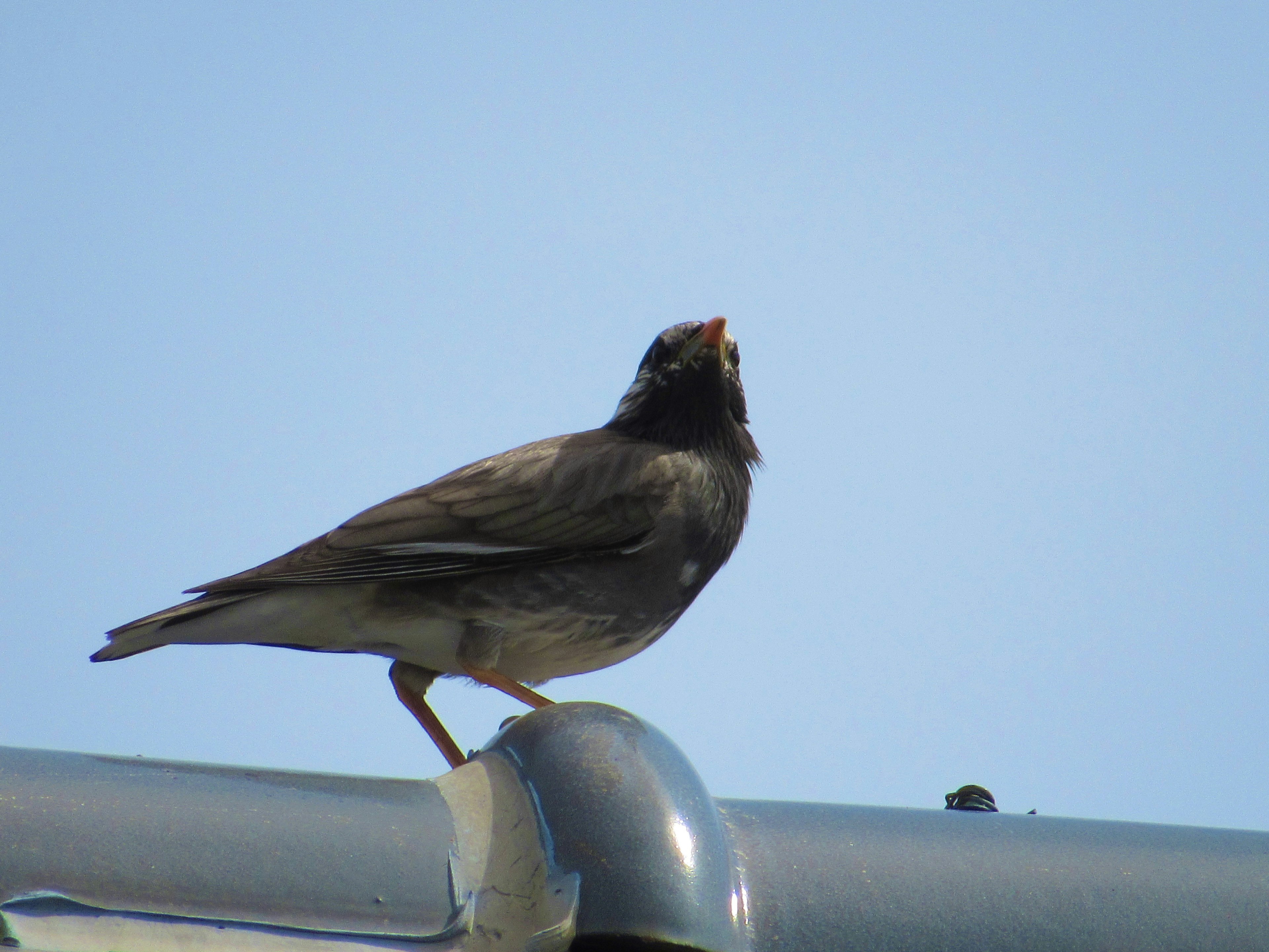 Small gray bird standing on a railing against a blue sky