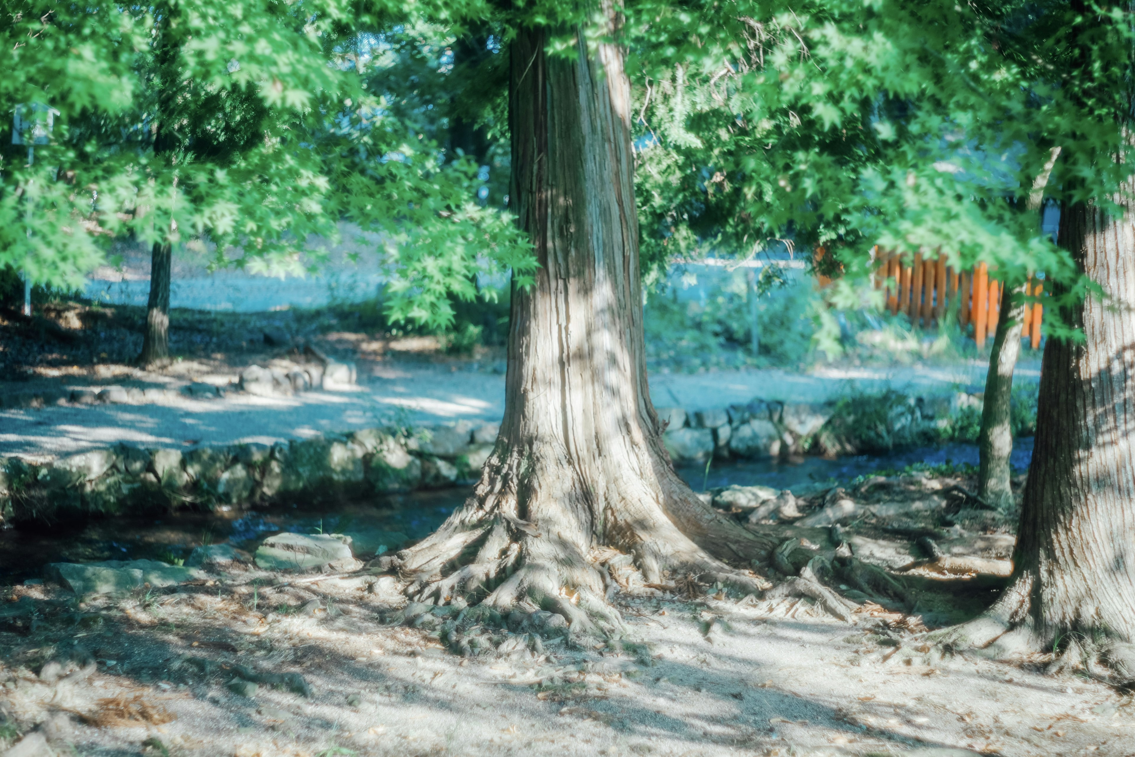 Lush green trees with visible roots and dappled sunlight