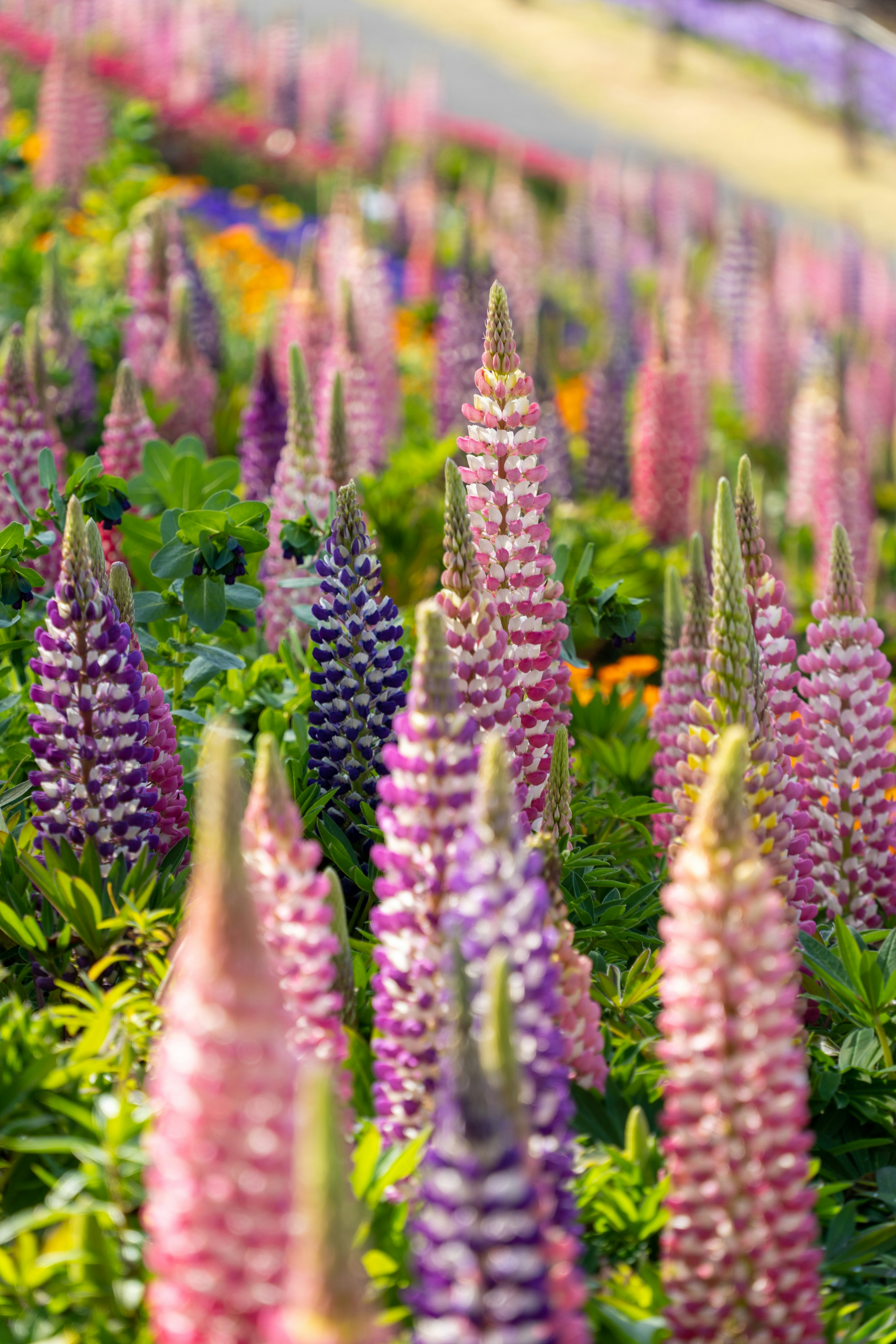 色とりどりのルピナスの花が咲き誇る美しい風景