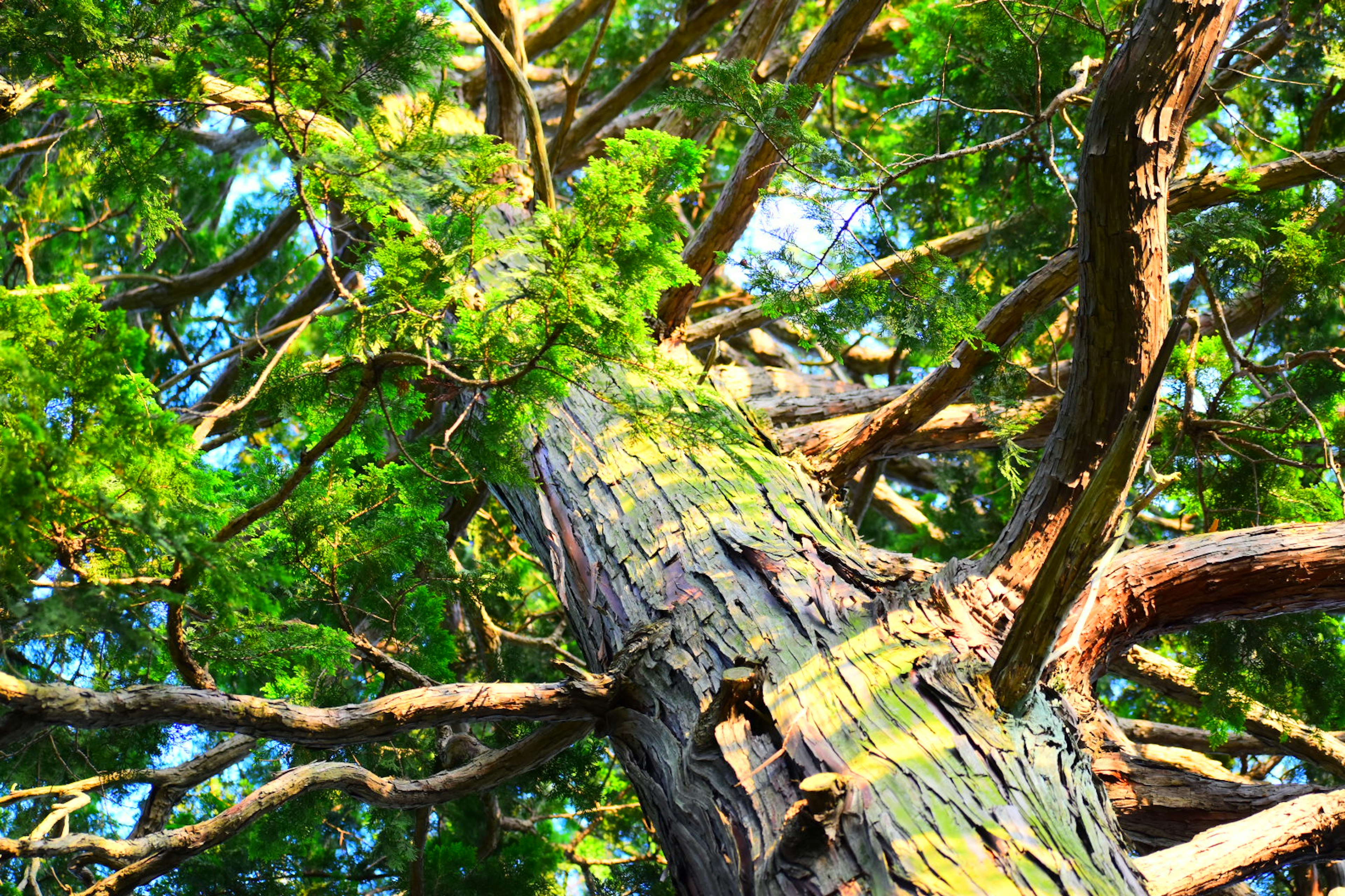 Imagen de un gran tronco de árbol visto desde abajo con hojas y ramas verdes