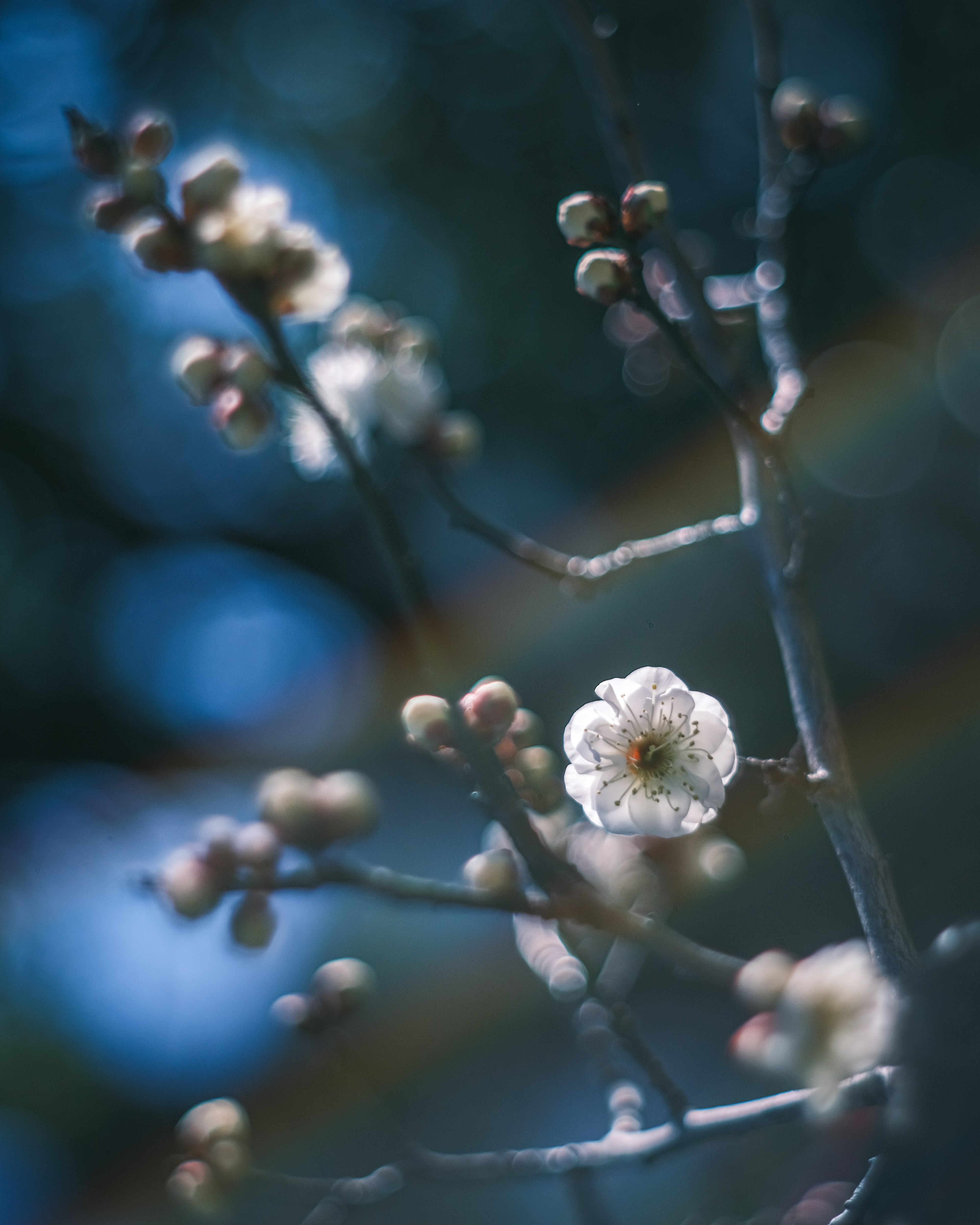 Zweig mit weißen Blüten und Knospen vor blauem Hintergrund