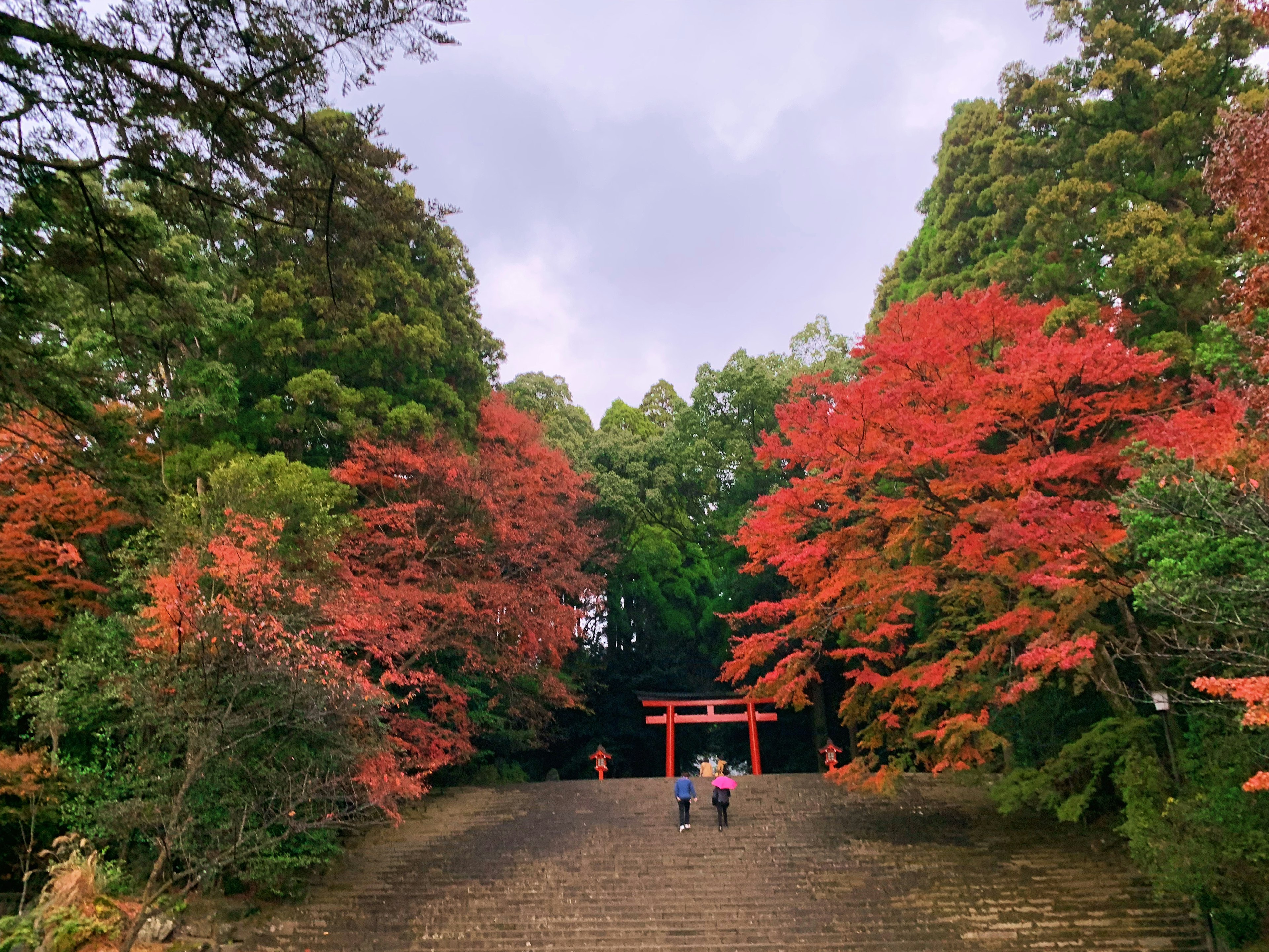 紅葉した木々が並ぶ道と鳥居を背景に散歩する人々