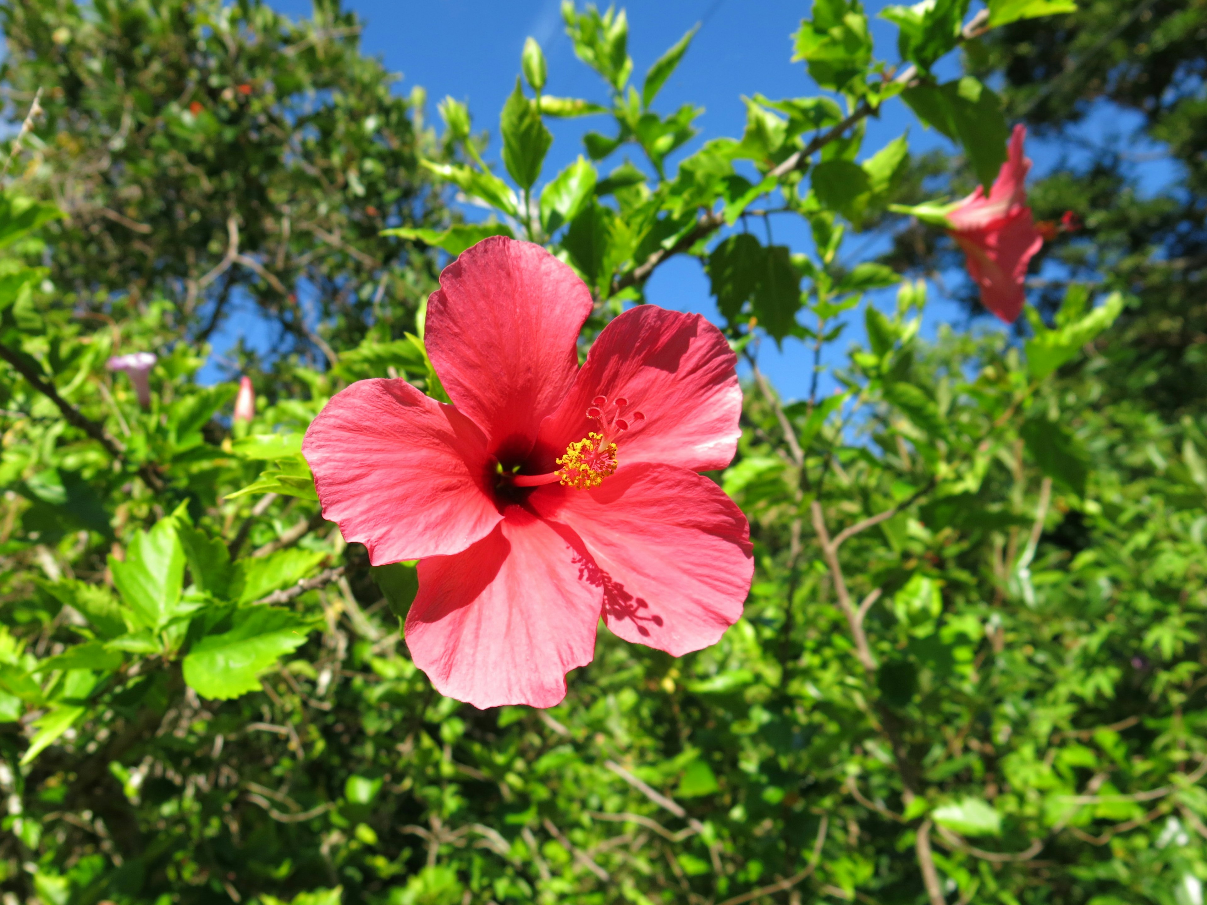 鮮やかなピンクのハイビスカスの花が緑の葉の中で咲いている