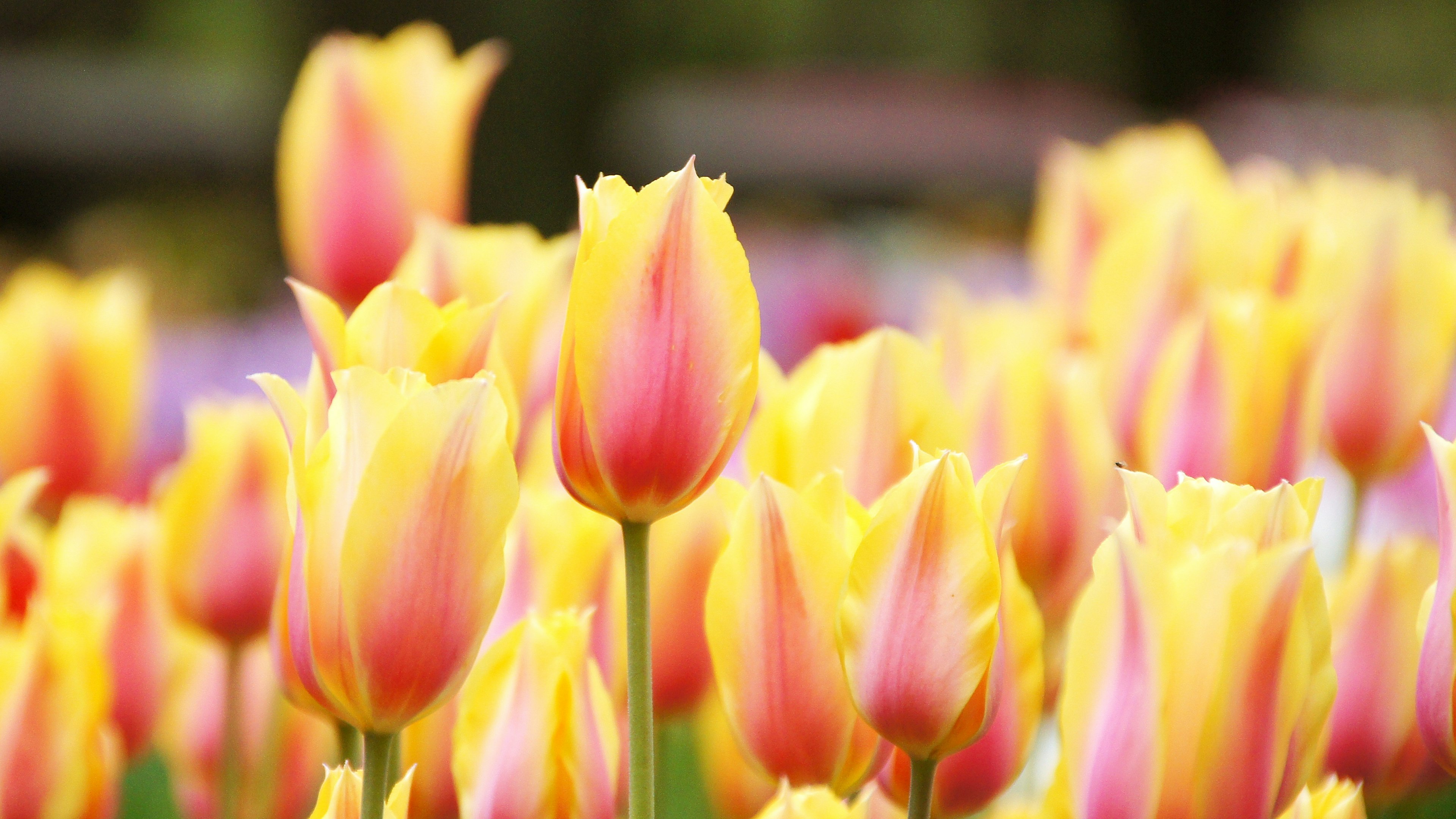 Un campo vibrante di tulipani gialli e rosa in fiore