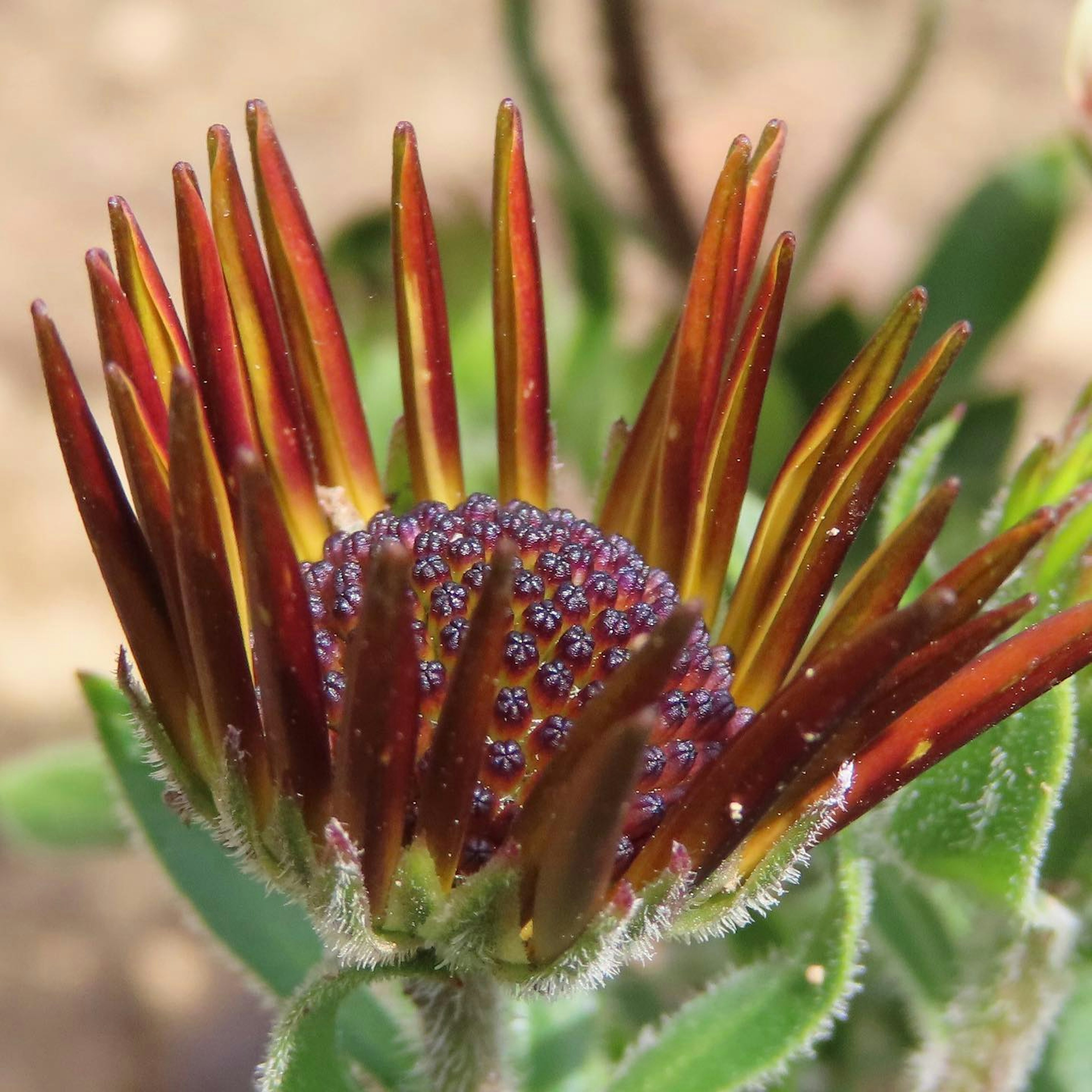 Bocciolo di fiore vibrante con petali appuntiti rossi e arancioni