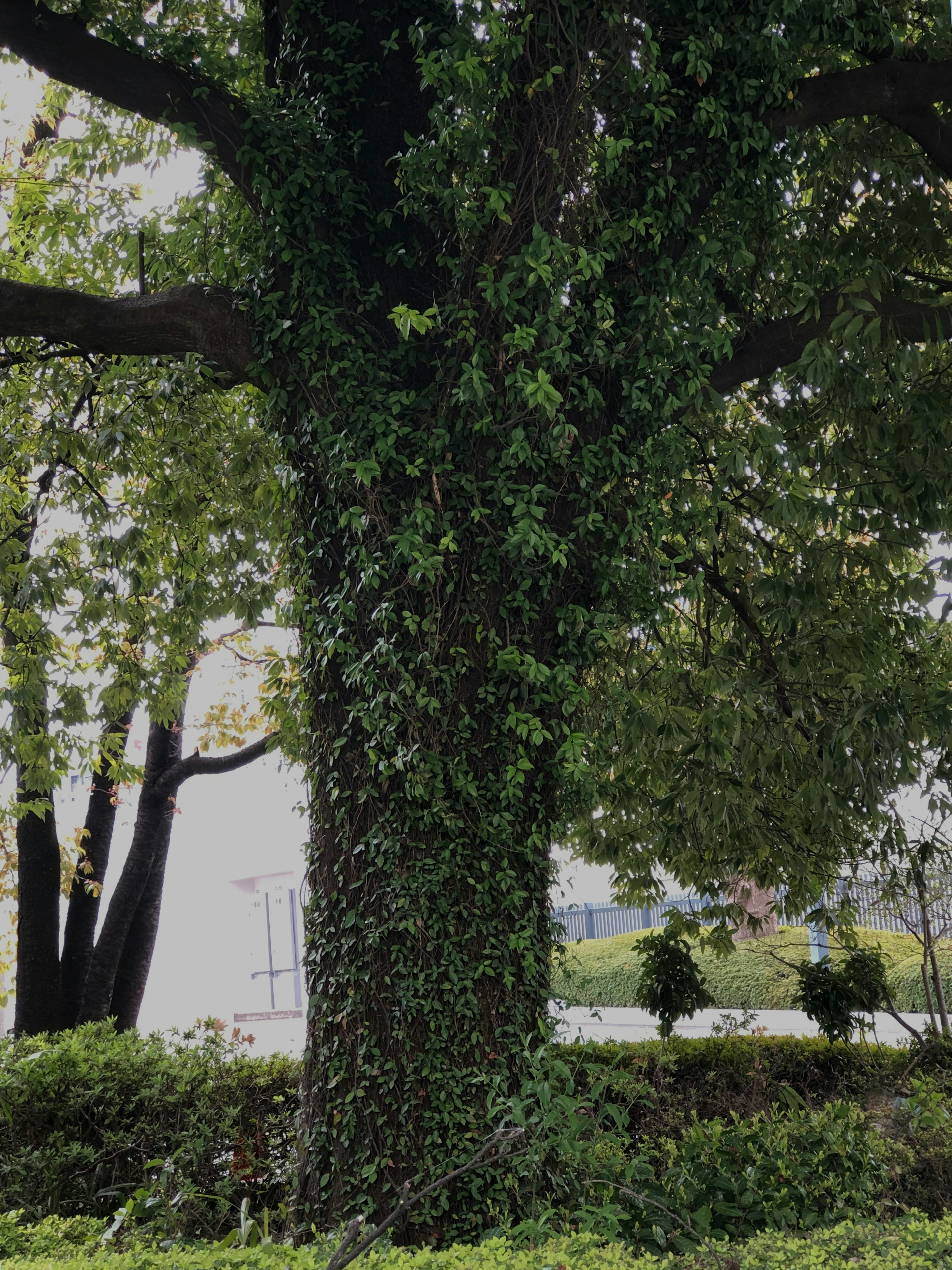 Tree trunk covered with green ivy and surrounding plants