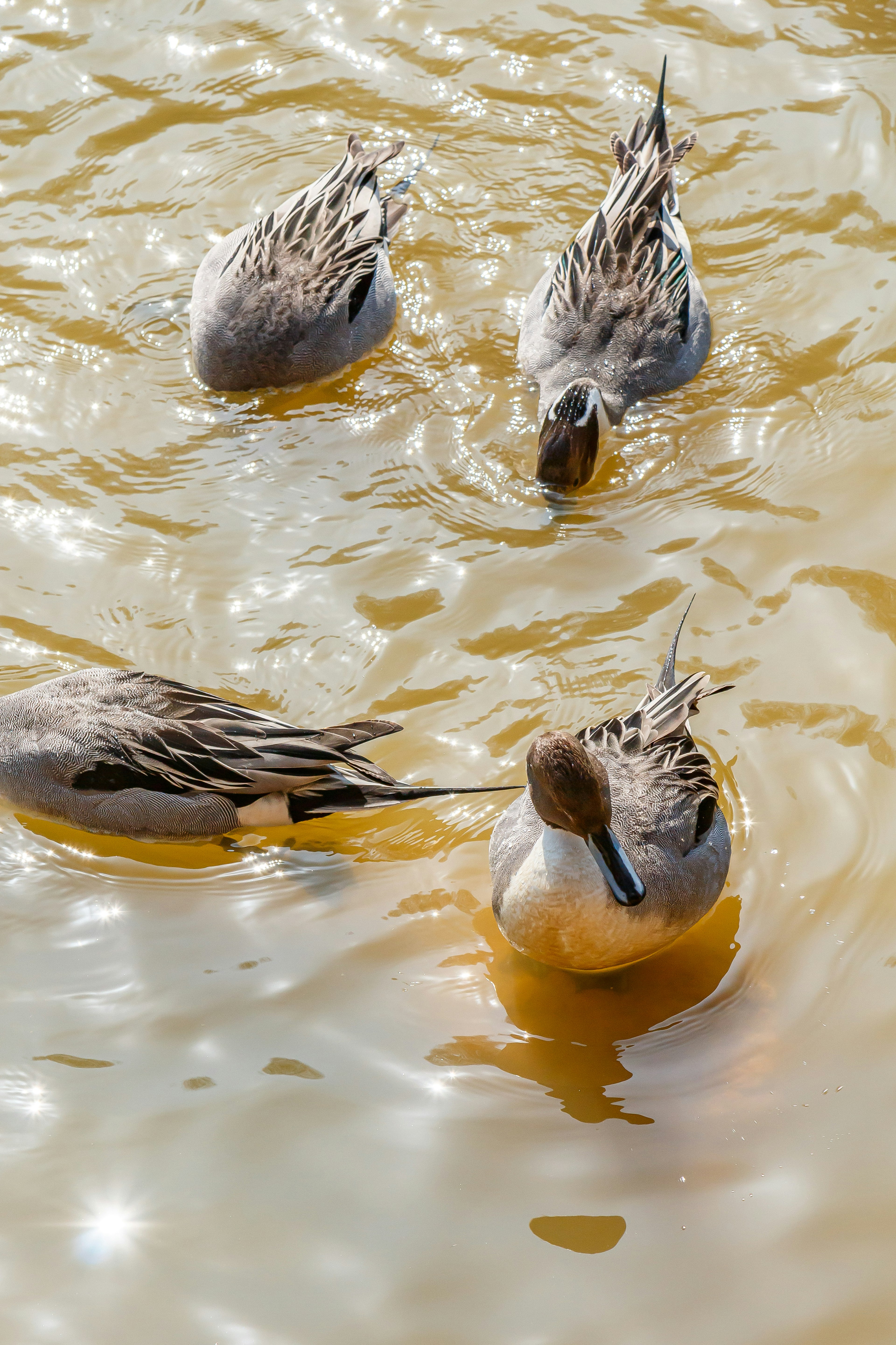 Un groupe de canards nageant sur une surface d'eau brunâtre