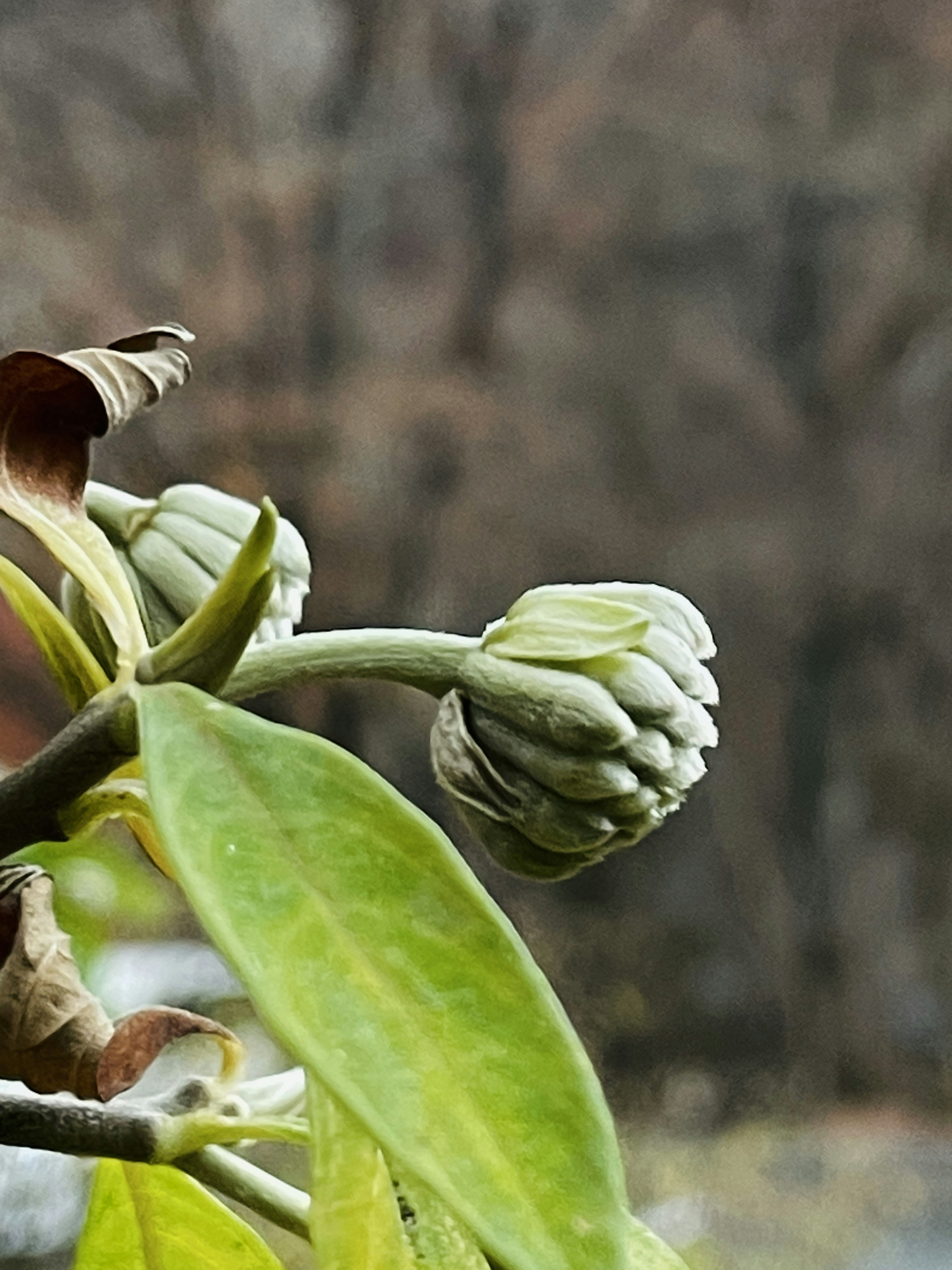 Acercamiento de hojas verdes y capullos con un fondo natural borroso