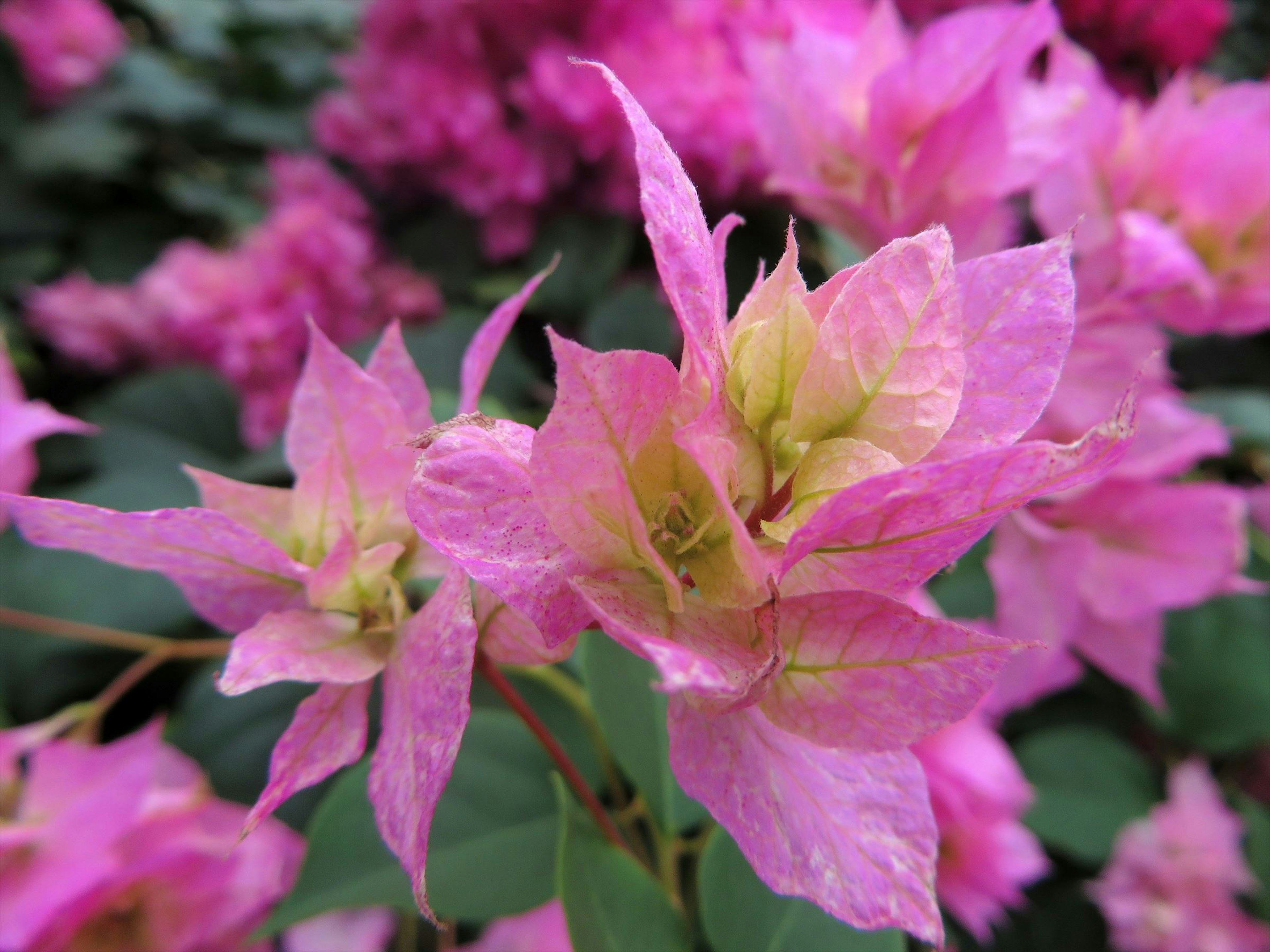 鮮やかなピンクのブーゲンビリアの花が咲いている様子