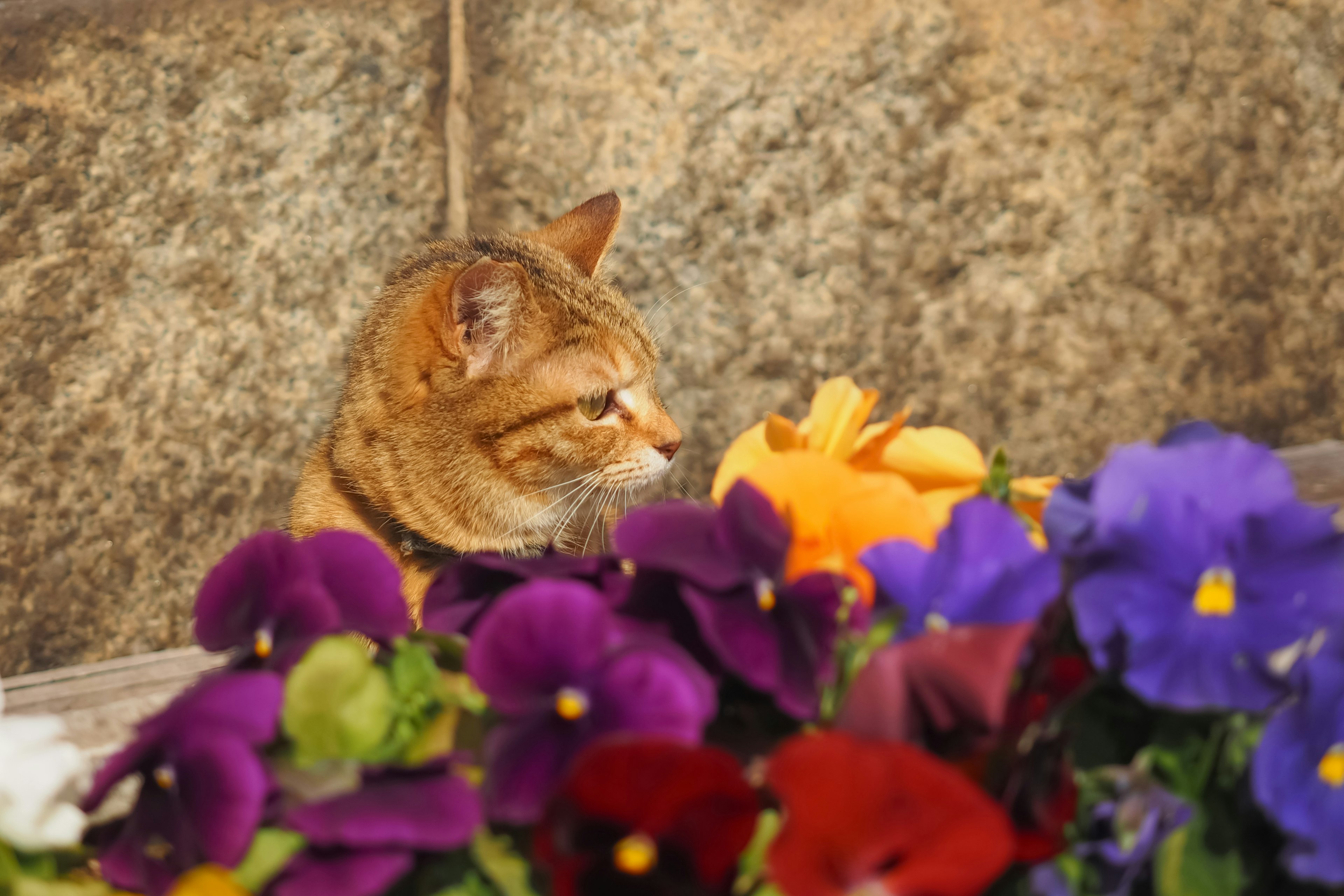 A cat sitting in front of colorful flowers