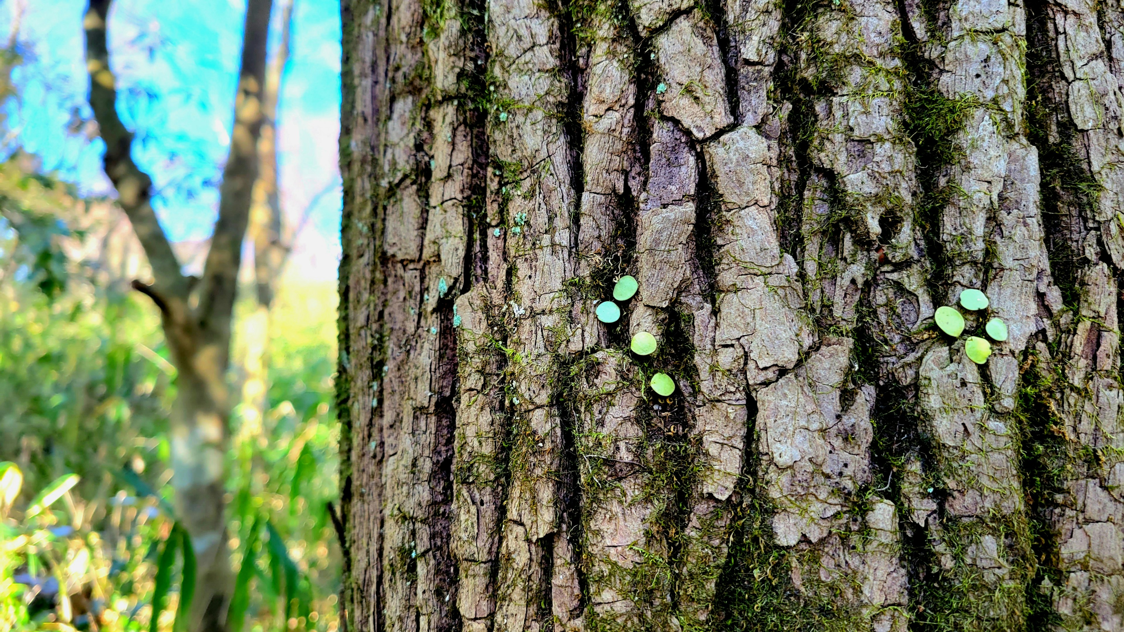 Primo piano di un tronco d'albero con piccoli oggetti verdi attaccati