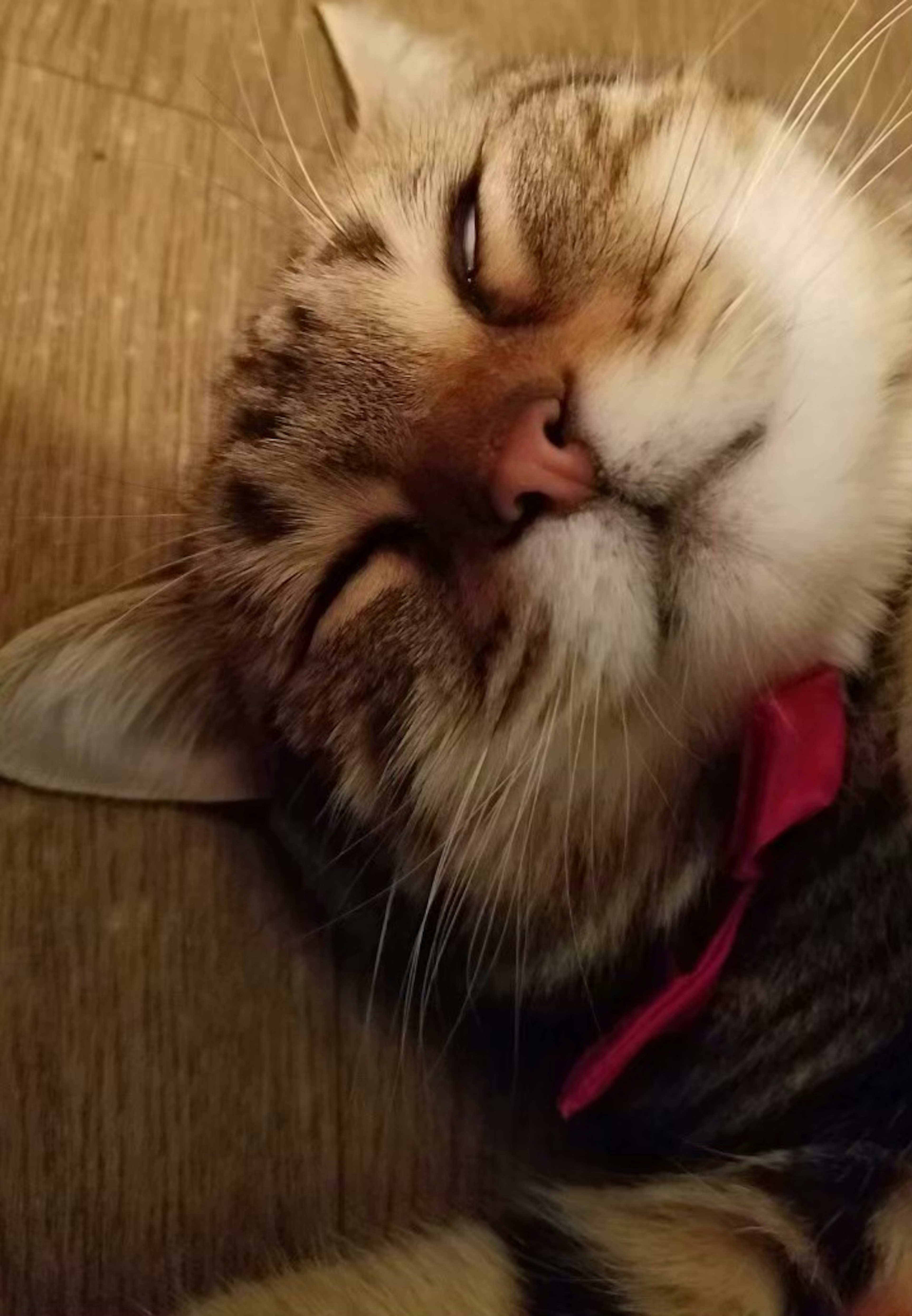 Sleeping cat's face with brown and black stripes wearing a red bow