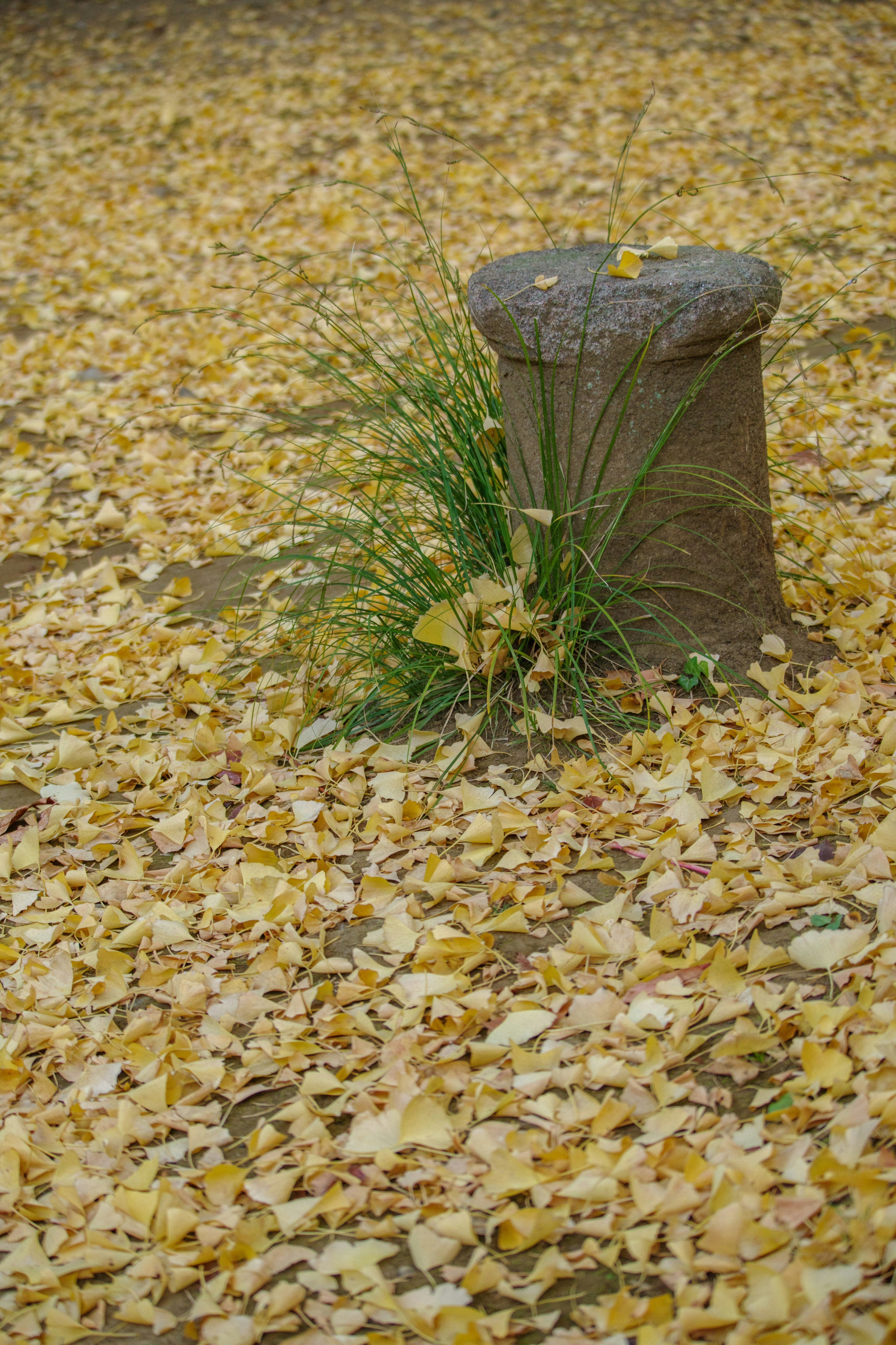 Souche d'arbre entourée d'un tapis de feuilles jaunes et d'herbe