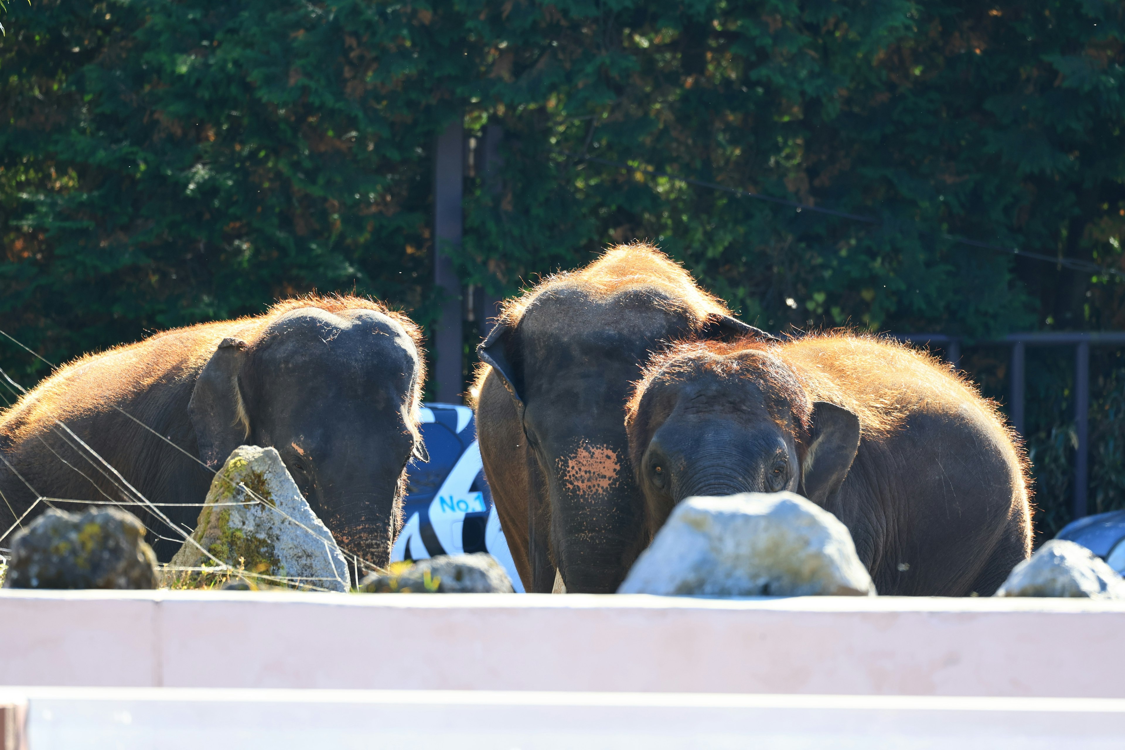 Trois éléphants rassemblés près de rochers dans un cadre naturel