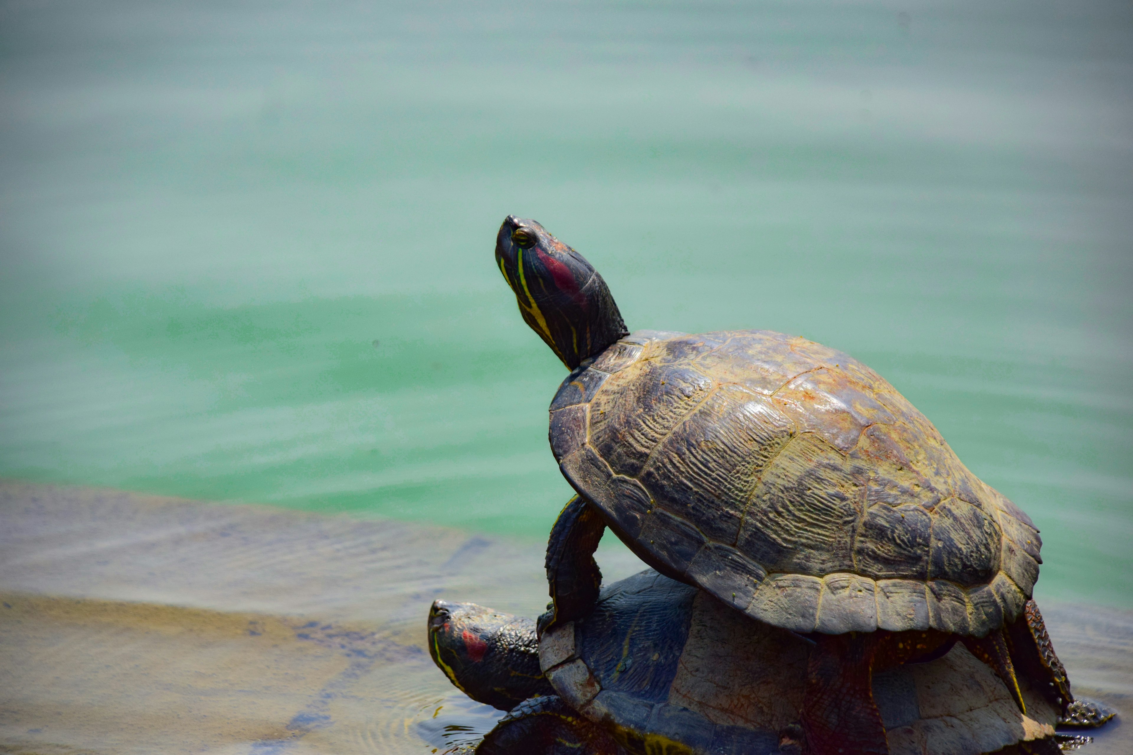 Une tortue au bord de l'eau avec la tête levée