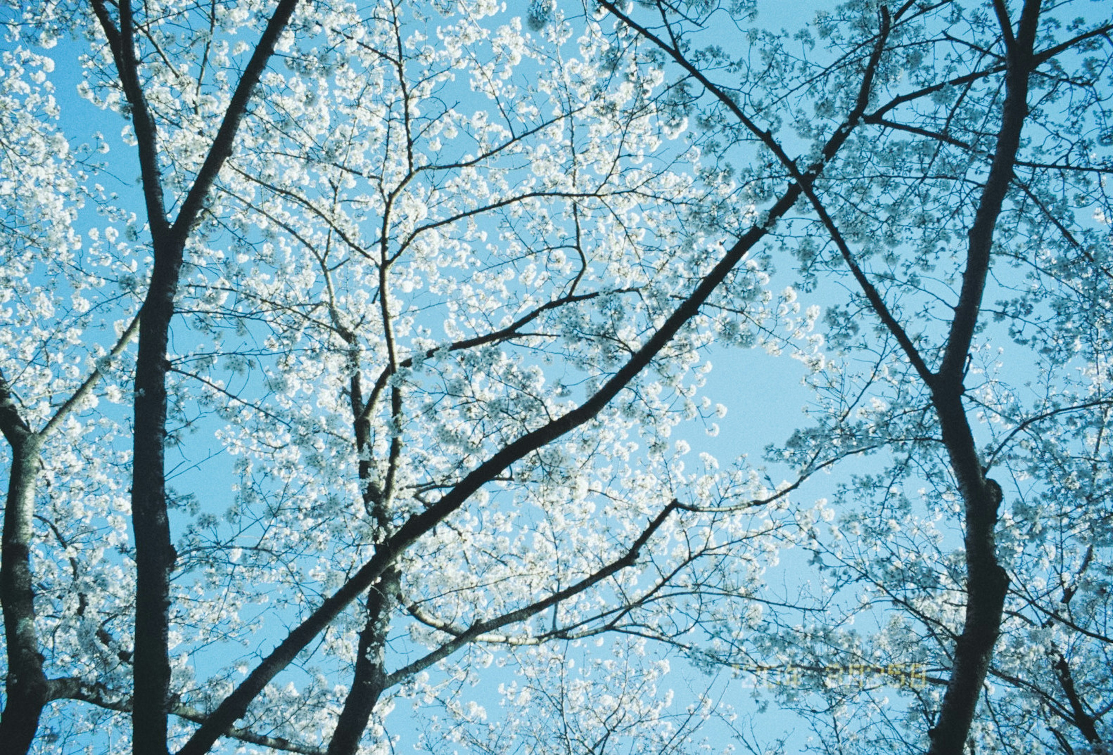 Branches of trees with white flowers against a blue sky