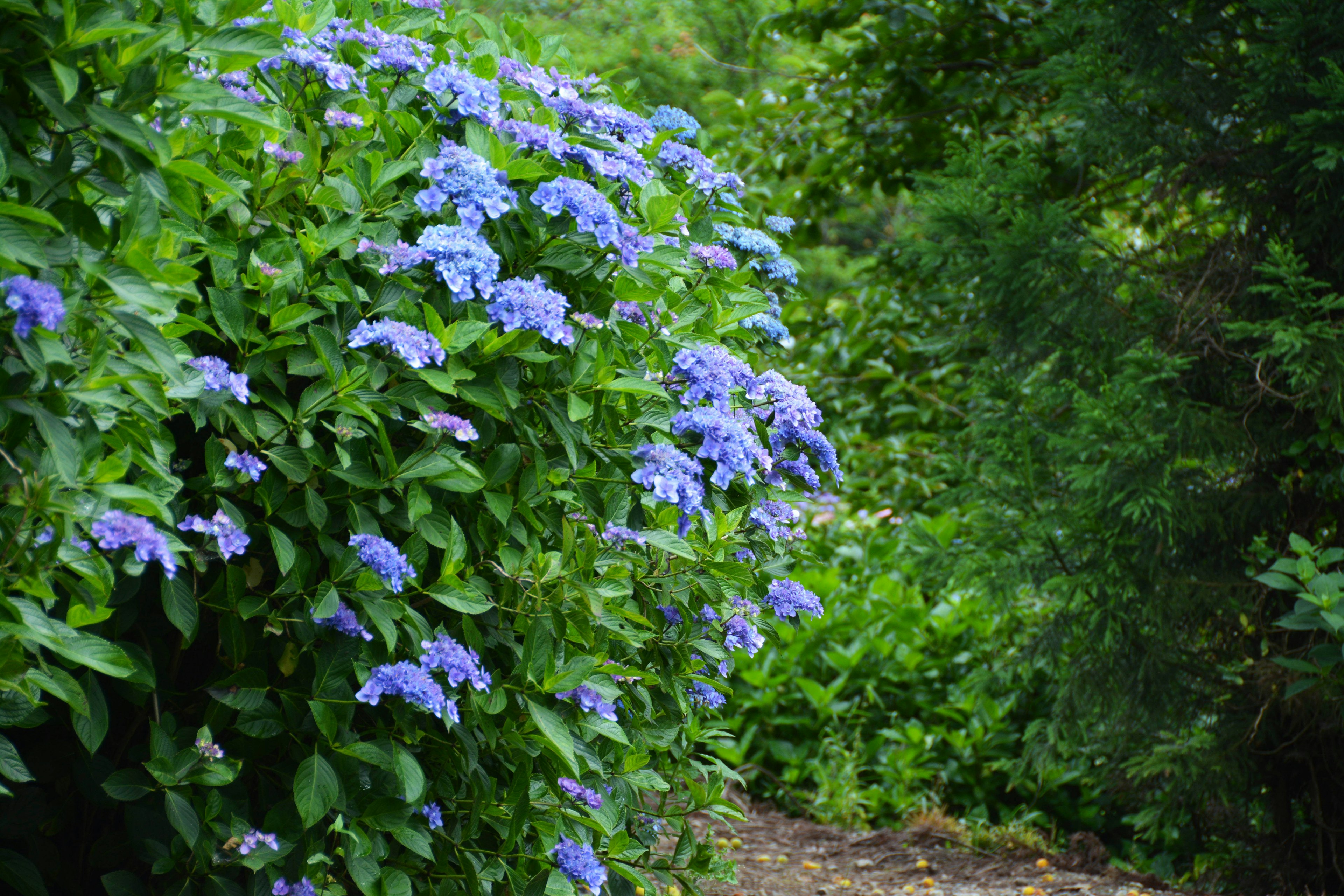 Pathway lined with vibrant blue flowers and lush greenery