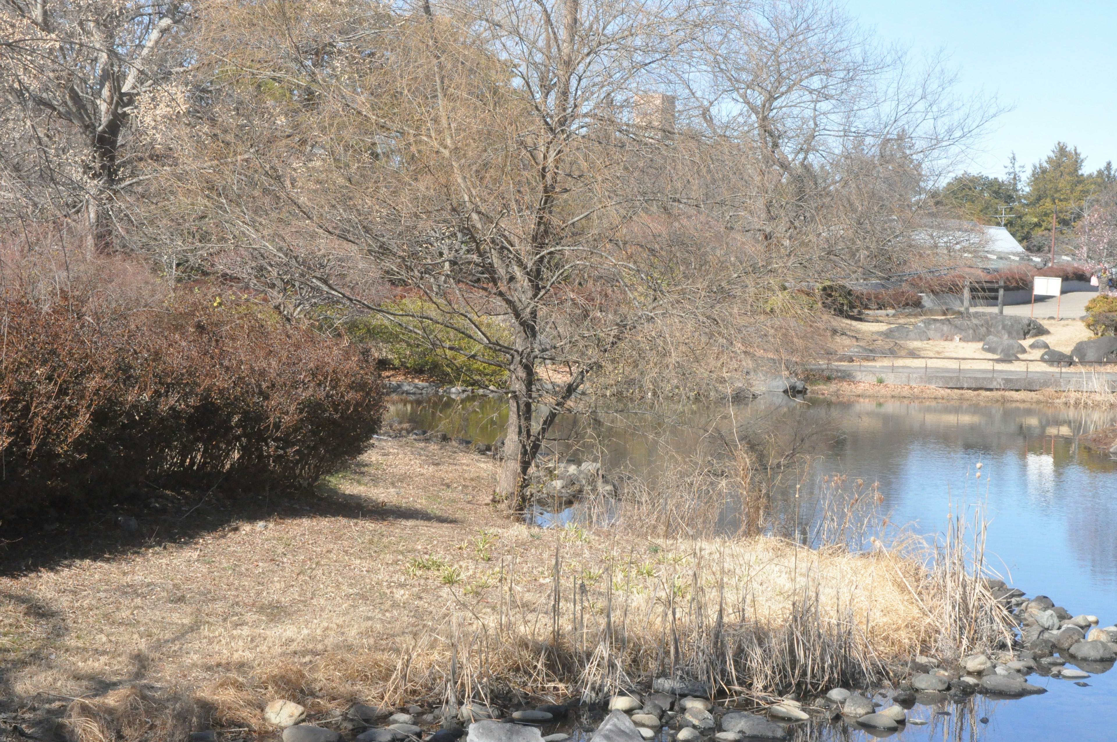 Dry season pond landscape featuring bare trees and rocks