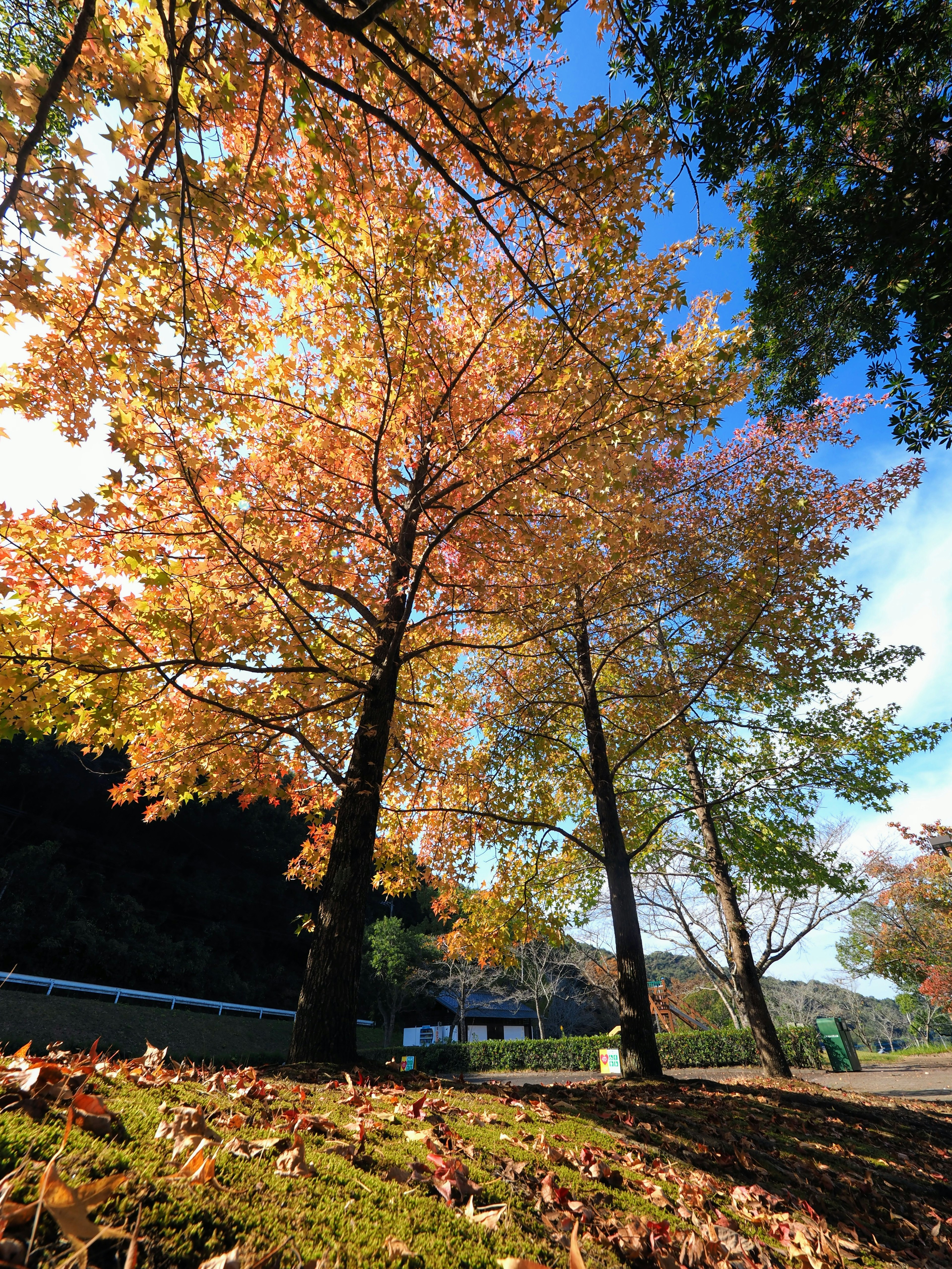 Paesaggio di alberi colorati d'autunno sotto un cielo blu