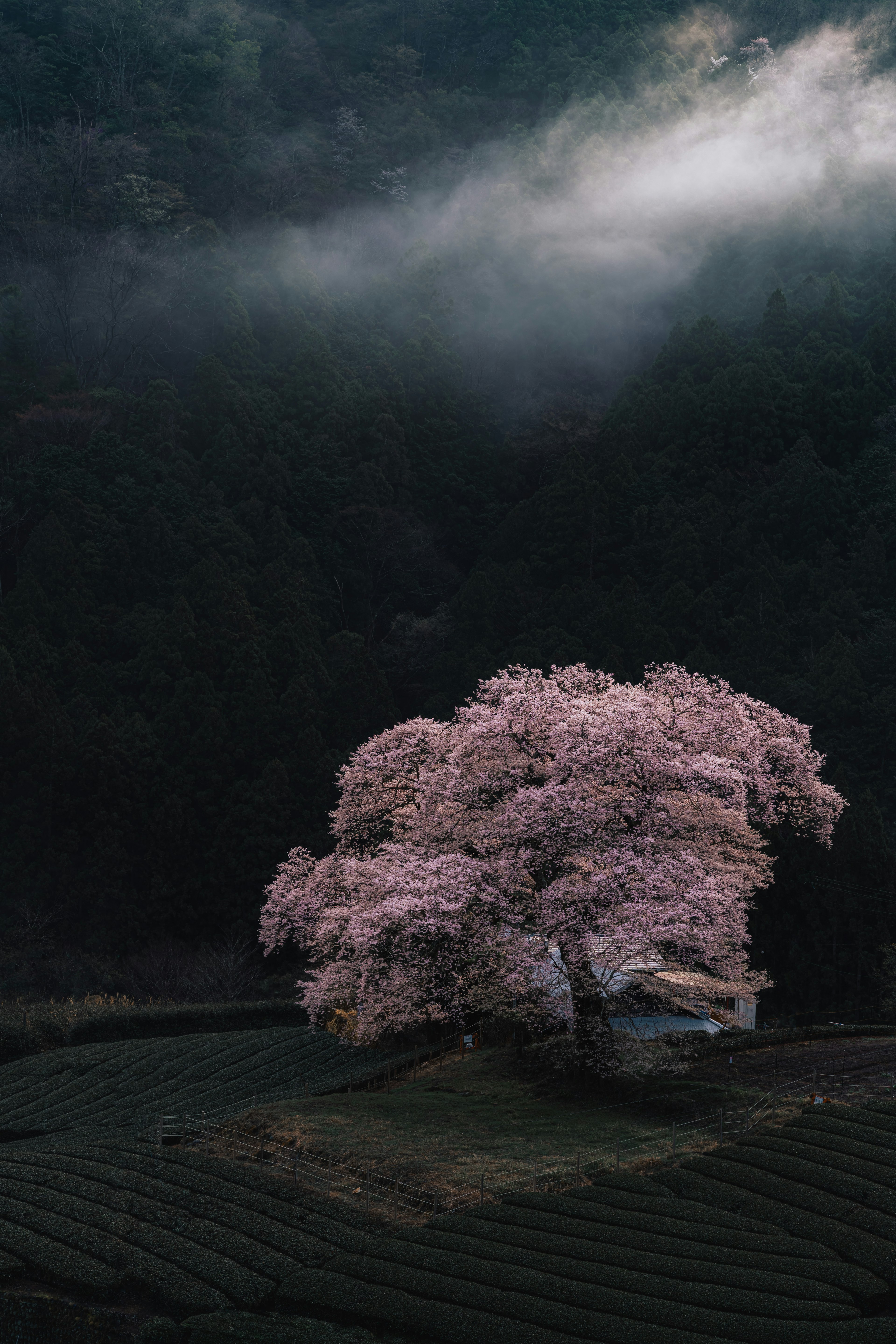 霧の中に立つ美しい桜の木と緑の茶畑