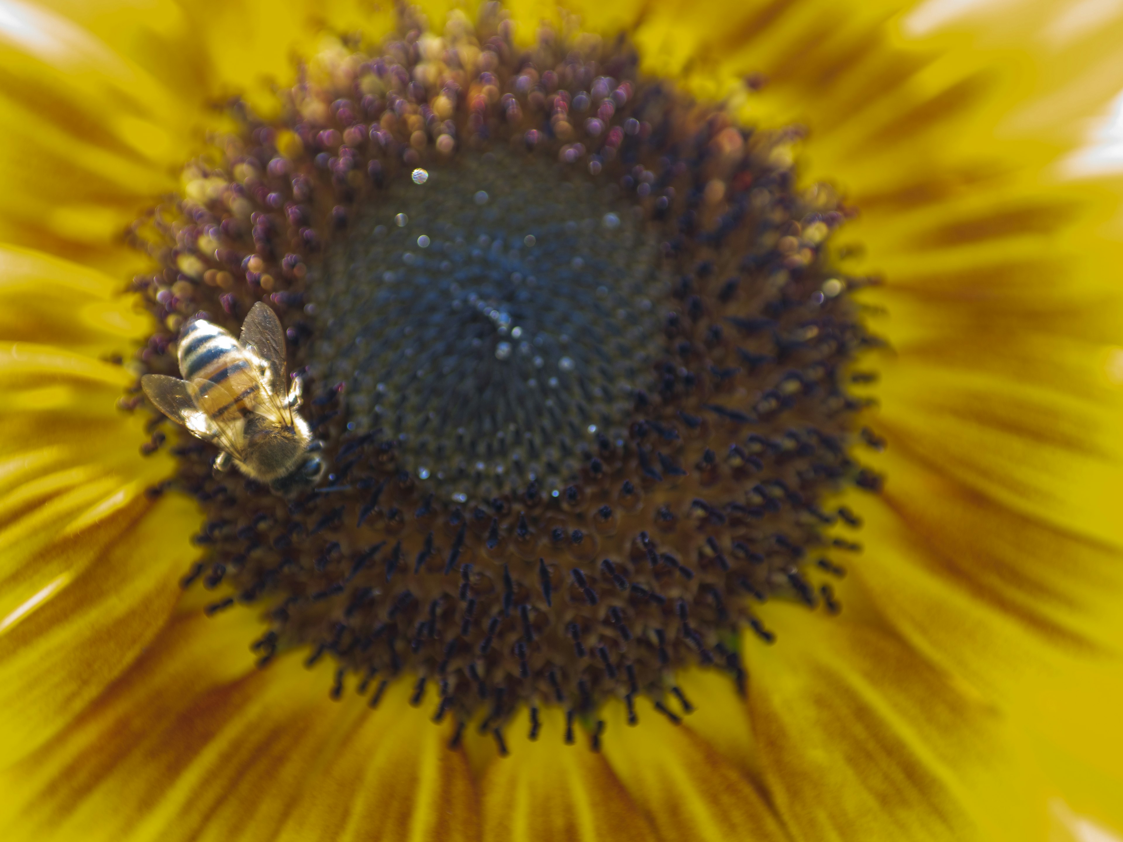 Primer plano de una abeja en el centro de un girasol