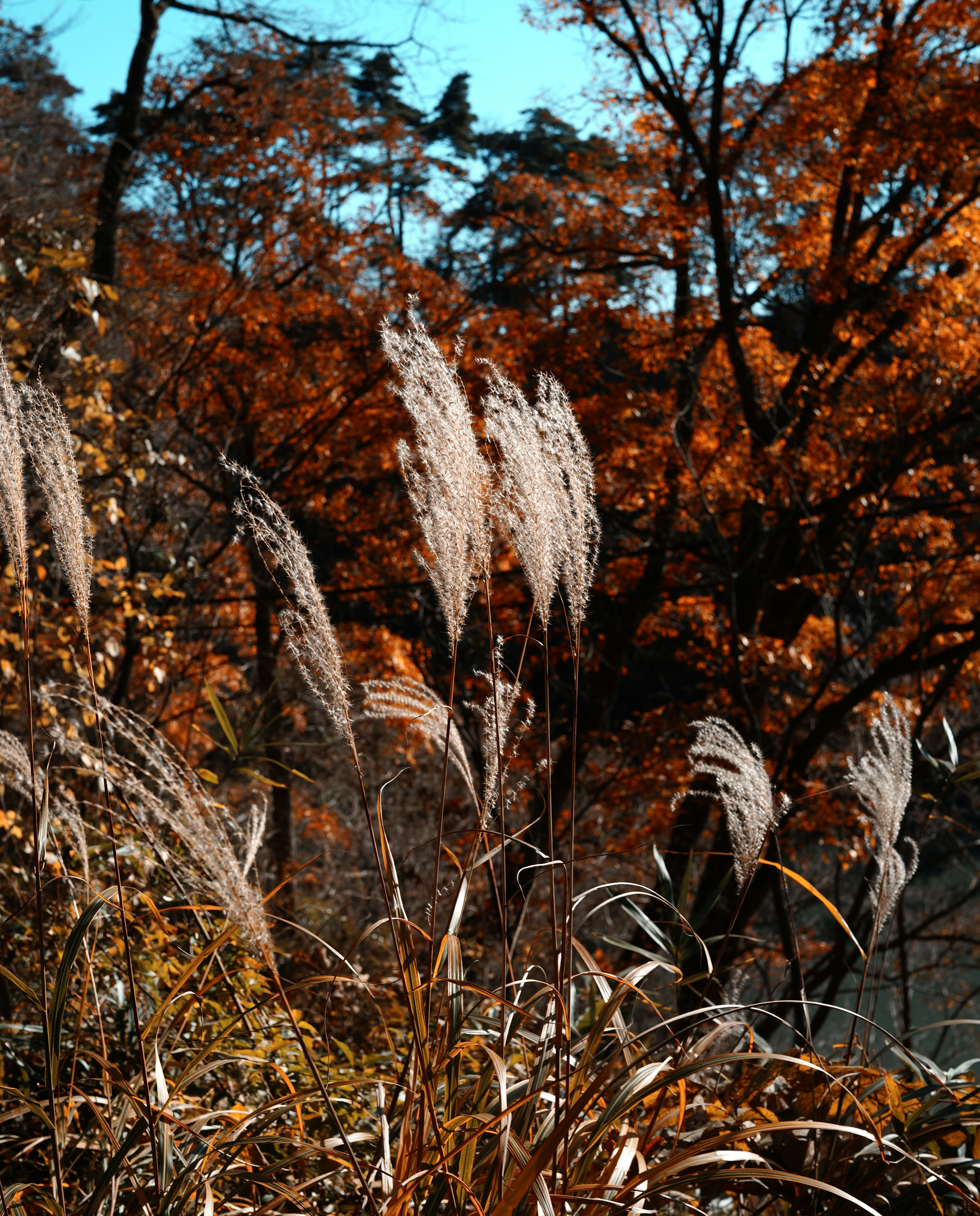 Gambar rumput pampas emas di lanskap musim gugur