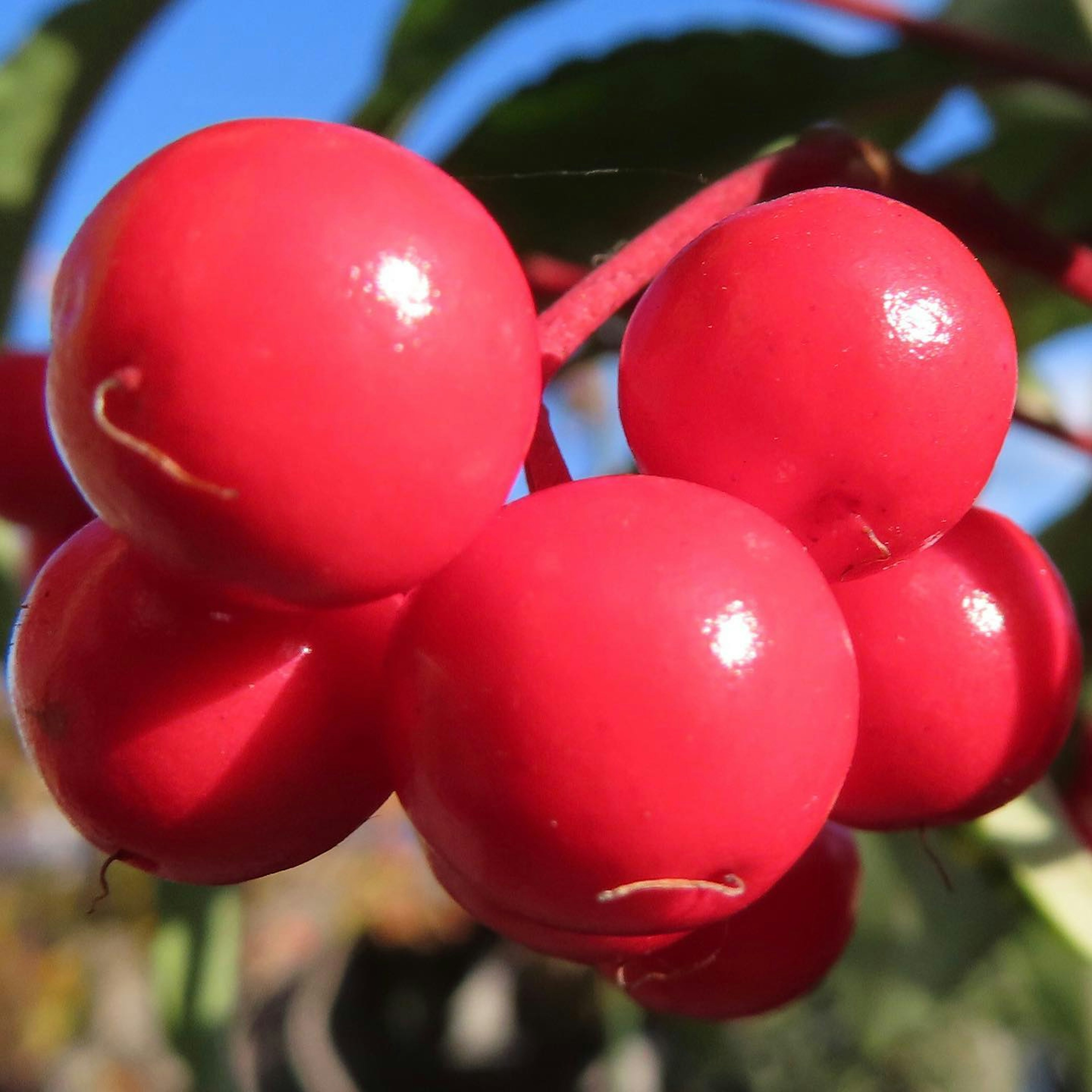 Photo en gros plan de baies rouges brillantes avec une forme ronde lisse