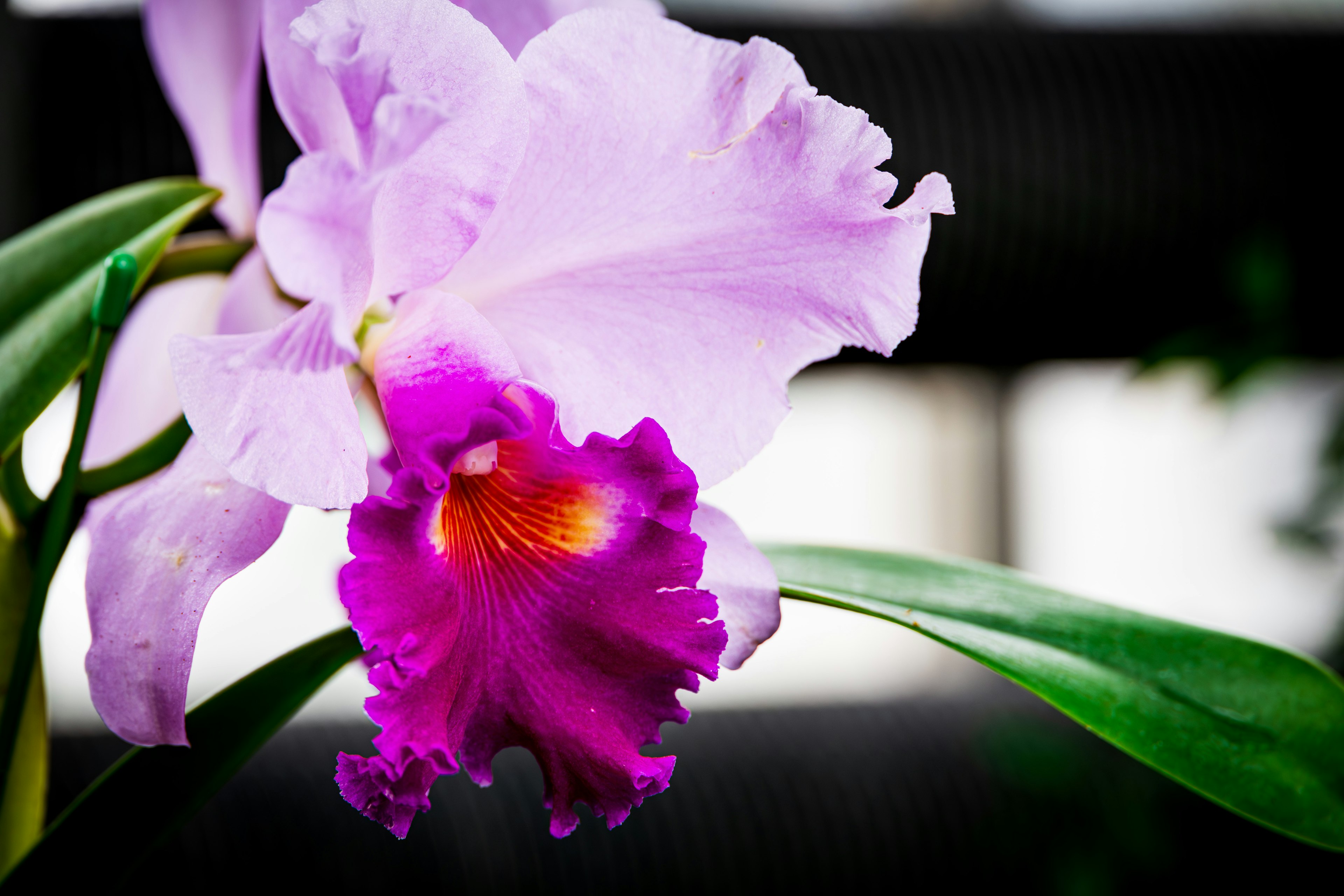 Eine schöne lila Cattleya-Orchideenblume umgeben von grünen Blättern