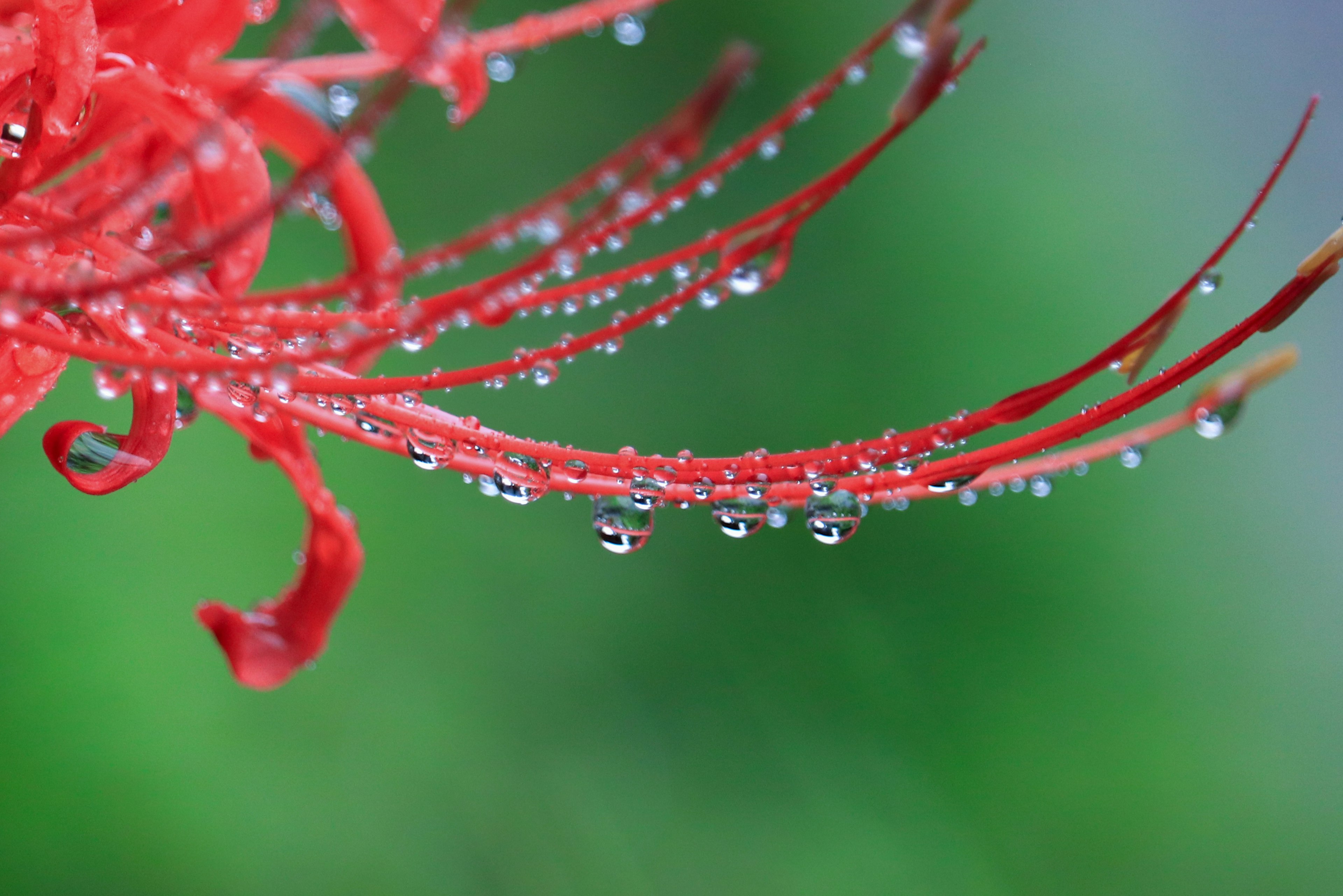 紅色花瓣特寫有水滴背景為綠色