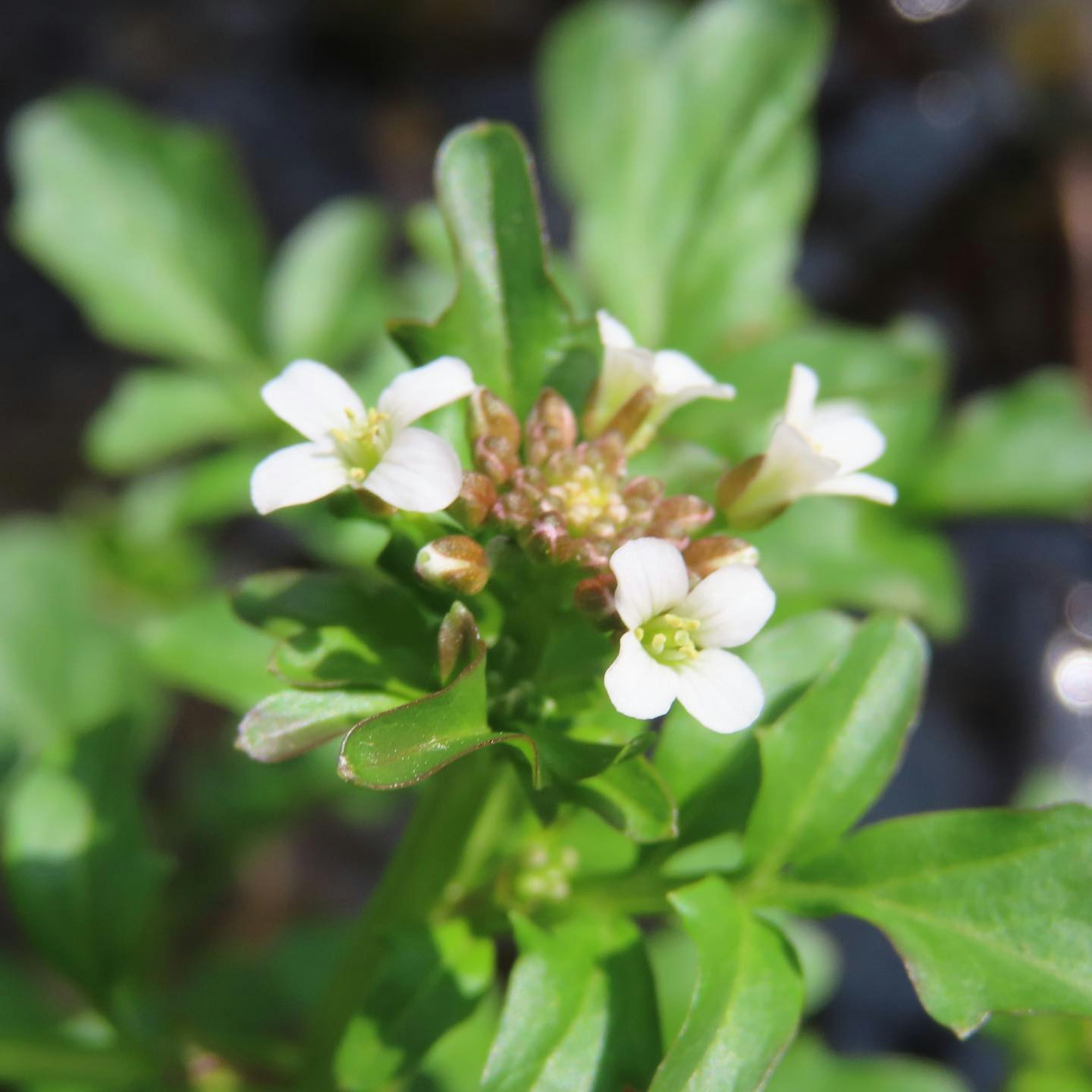 Close-up of a water plant with white flowers