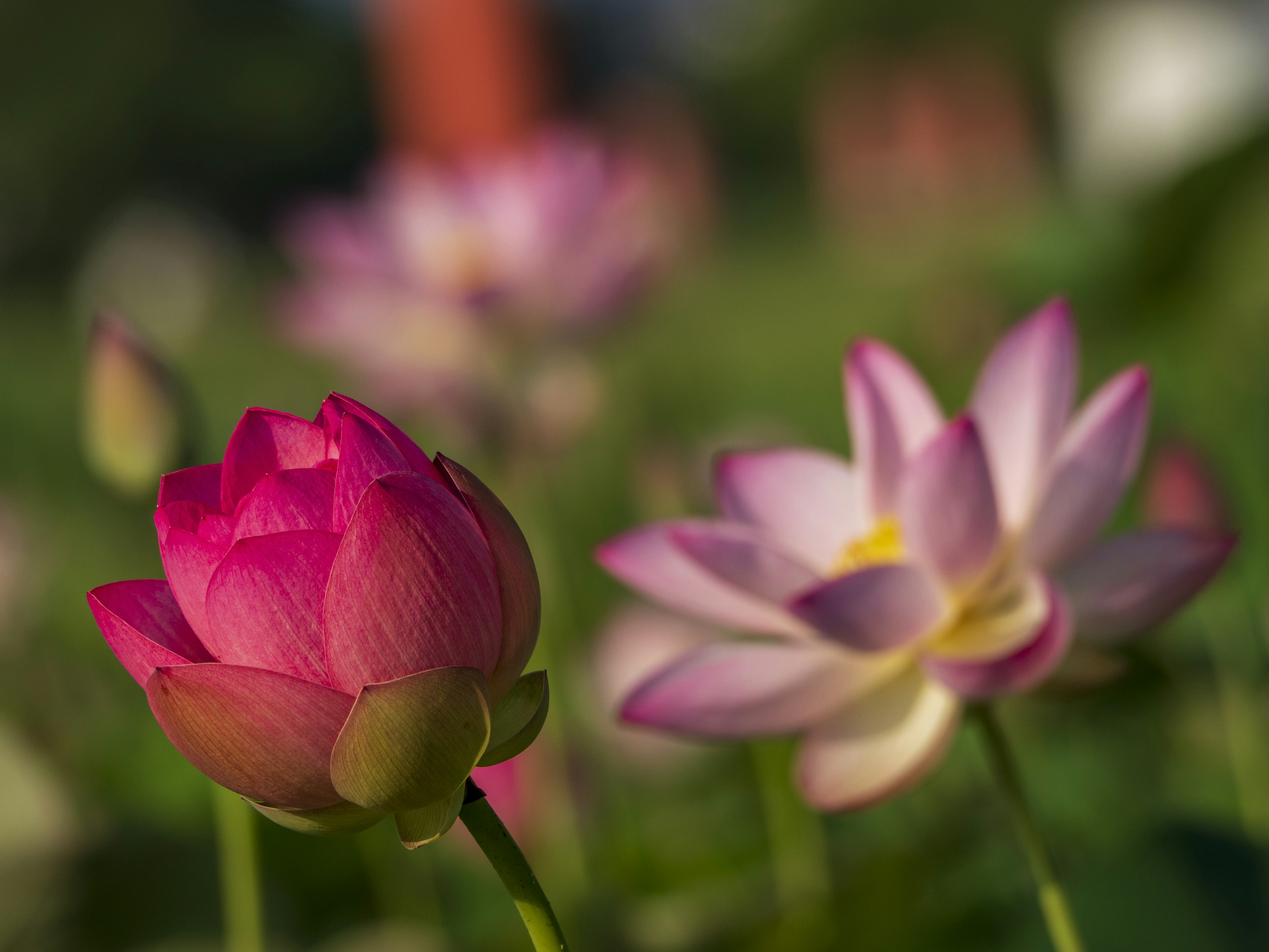 Bella scena di fiori di loto rosa in fiore