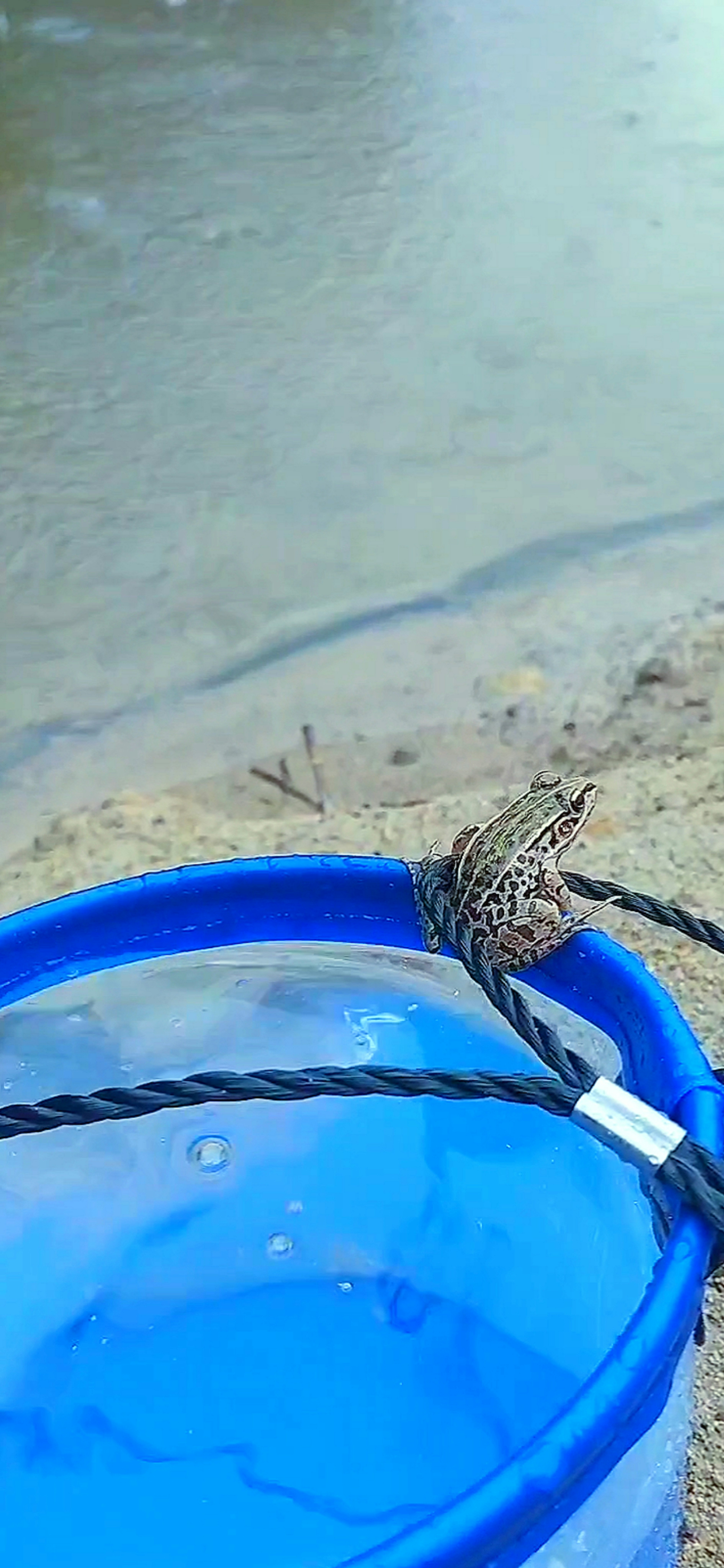 Una rana vicino a un secchio blu al bordo dell'acqua