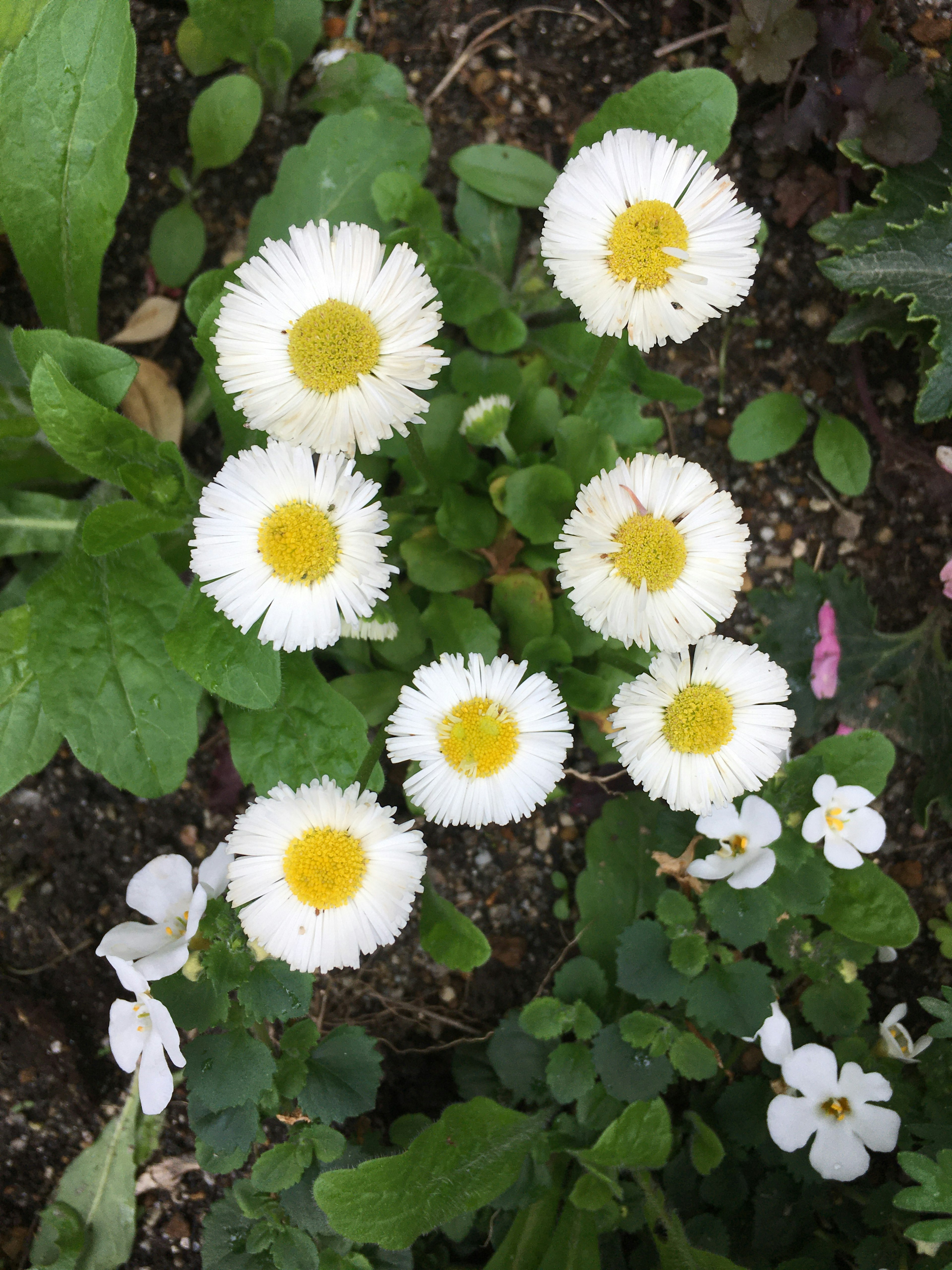 Groupe de marguerites blanches avec des centres jaunes entourées de feuilles vertes