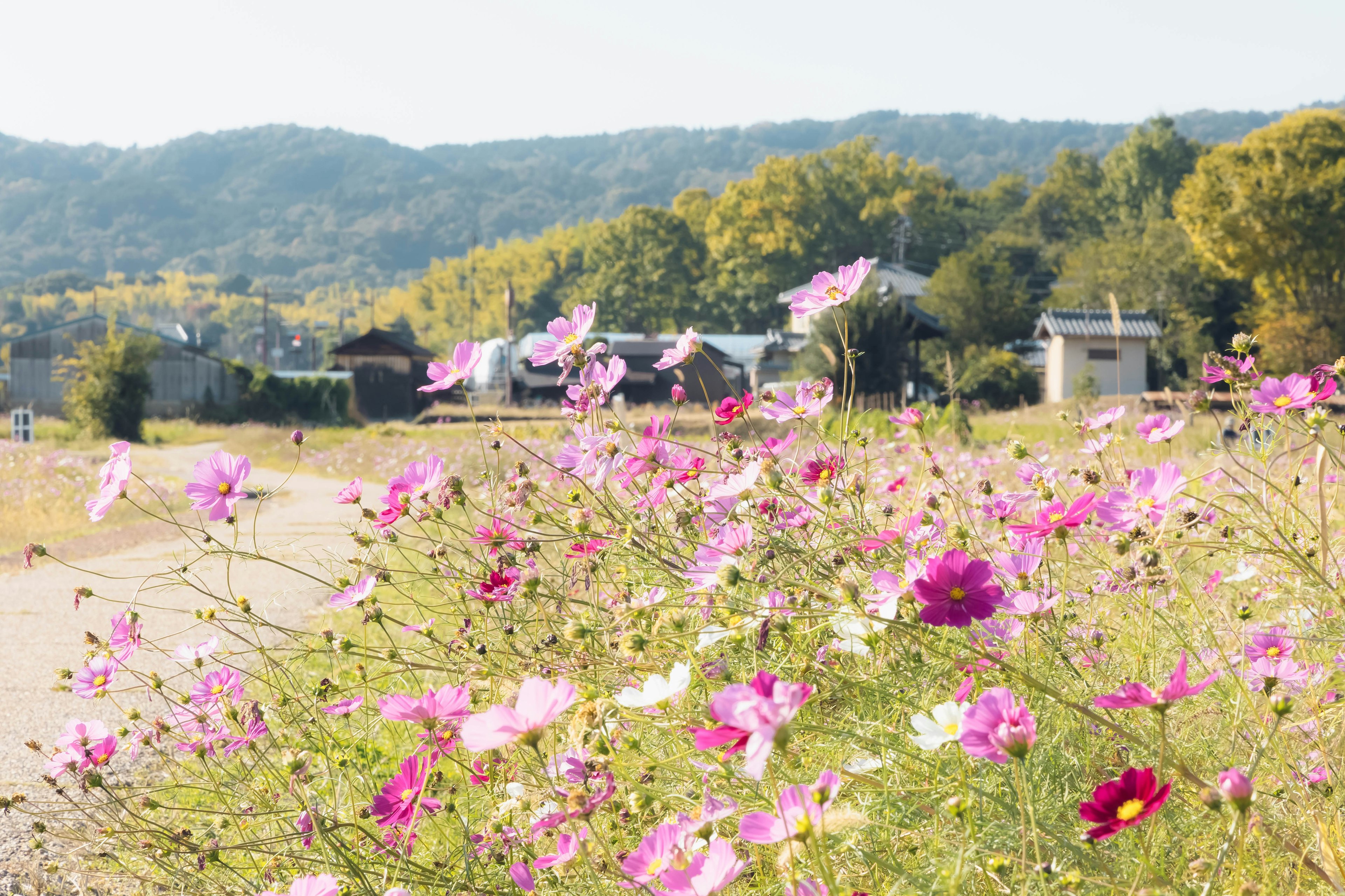 Rural landscape with blooming flowers and mountains in the background