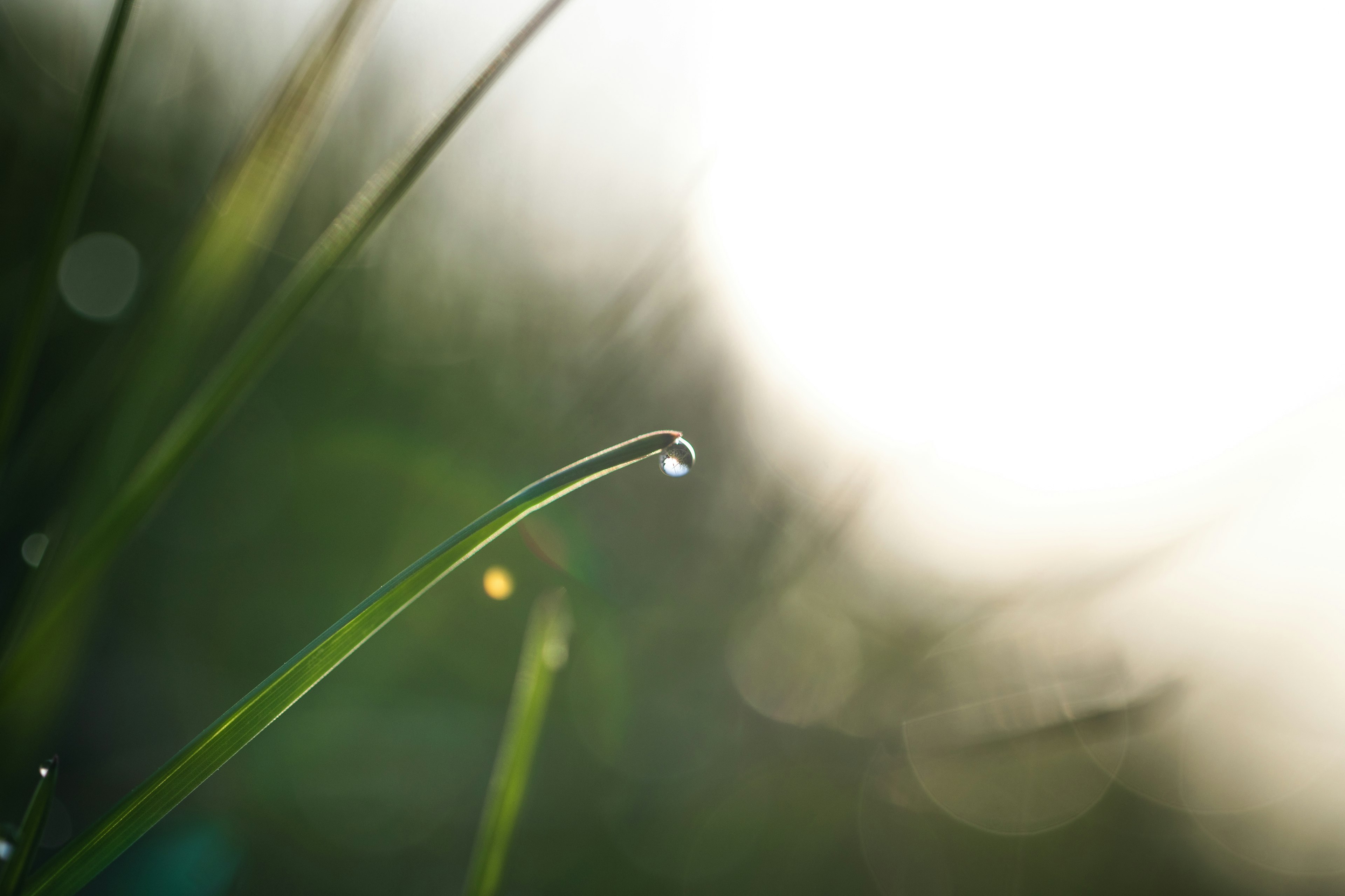 Una goccia d'acqua su un filo d'erba verde con uno sfondo luminoso sfocato