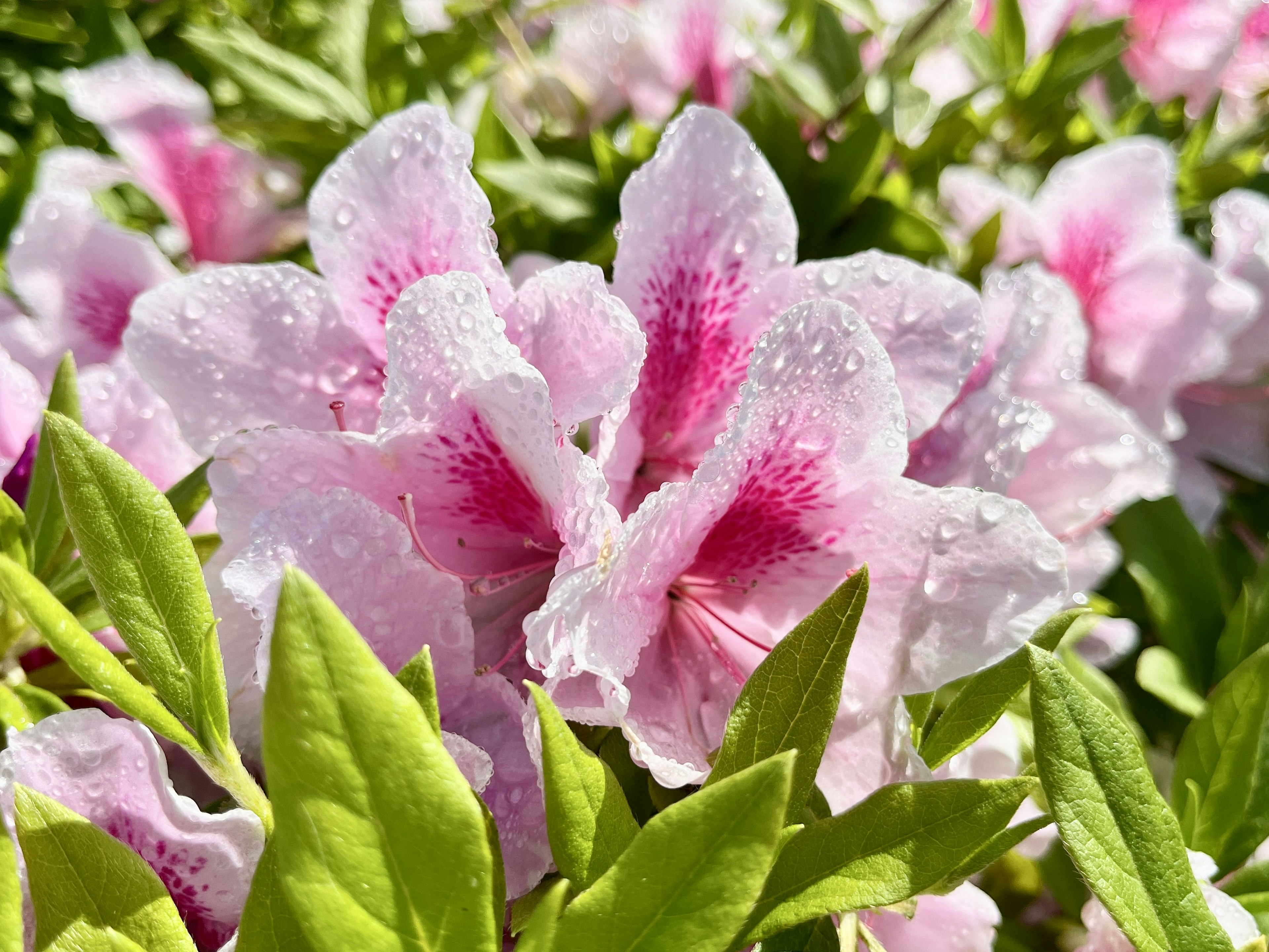 ピンクの花びらと緑の葉を持つ美しい花のクローズアップ