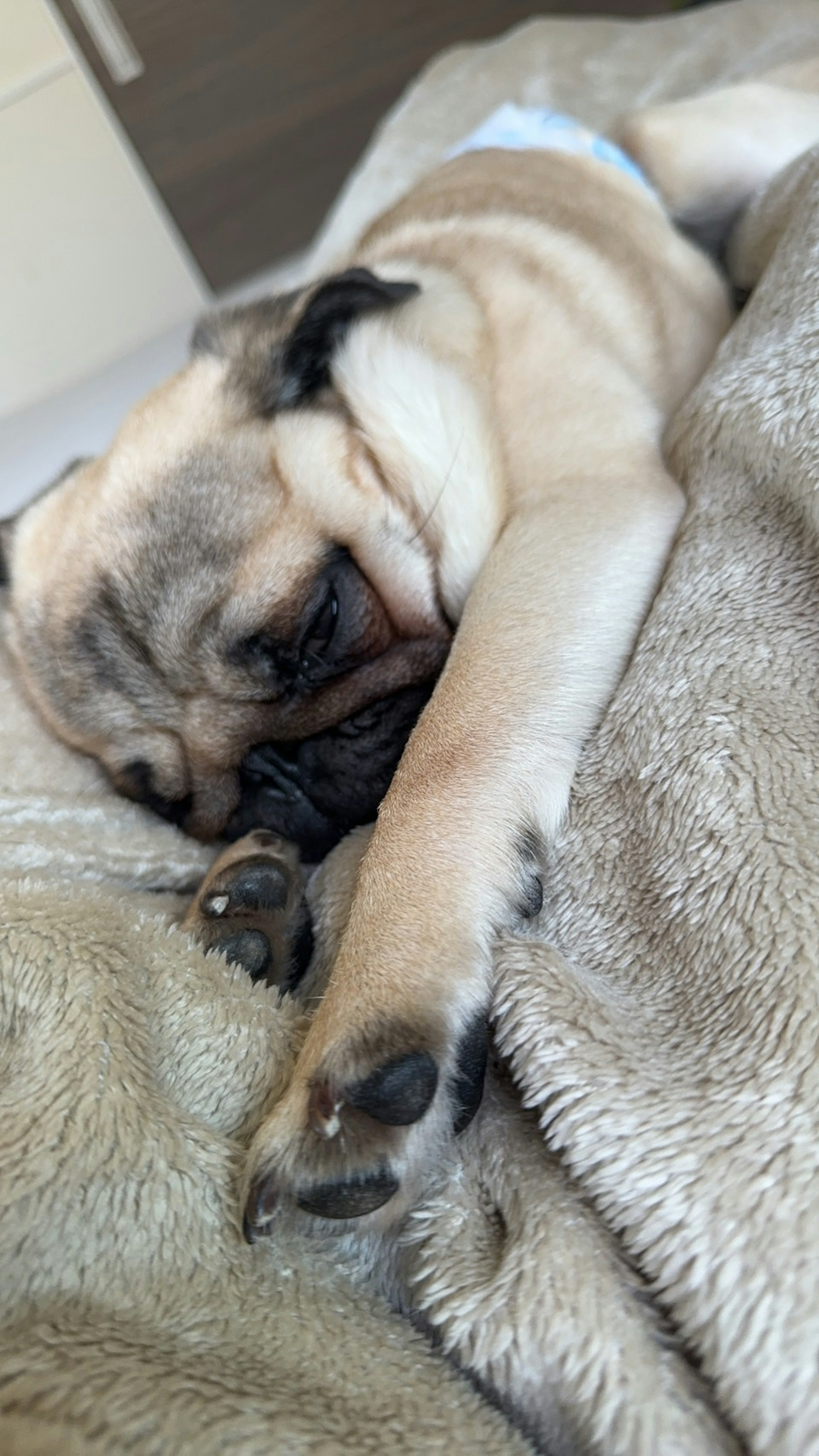 A cute pug dog sleeping peacefully on a soft blanket