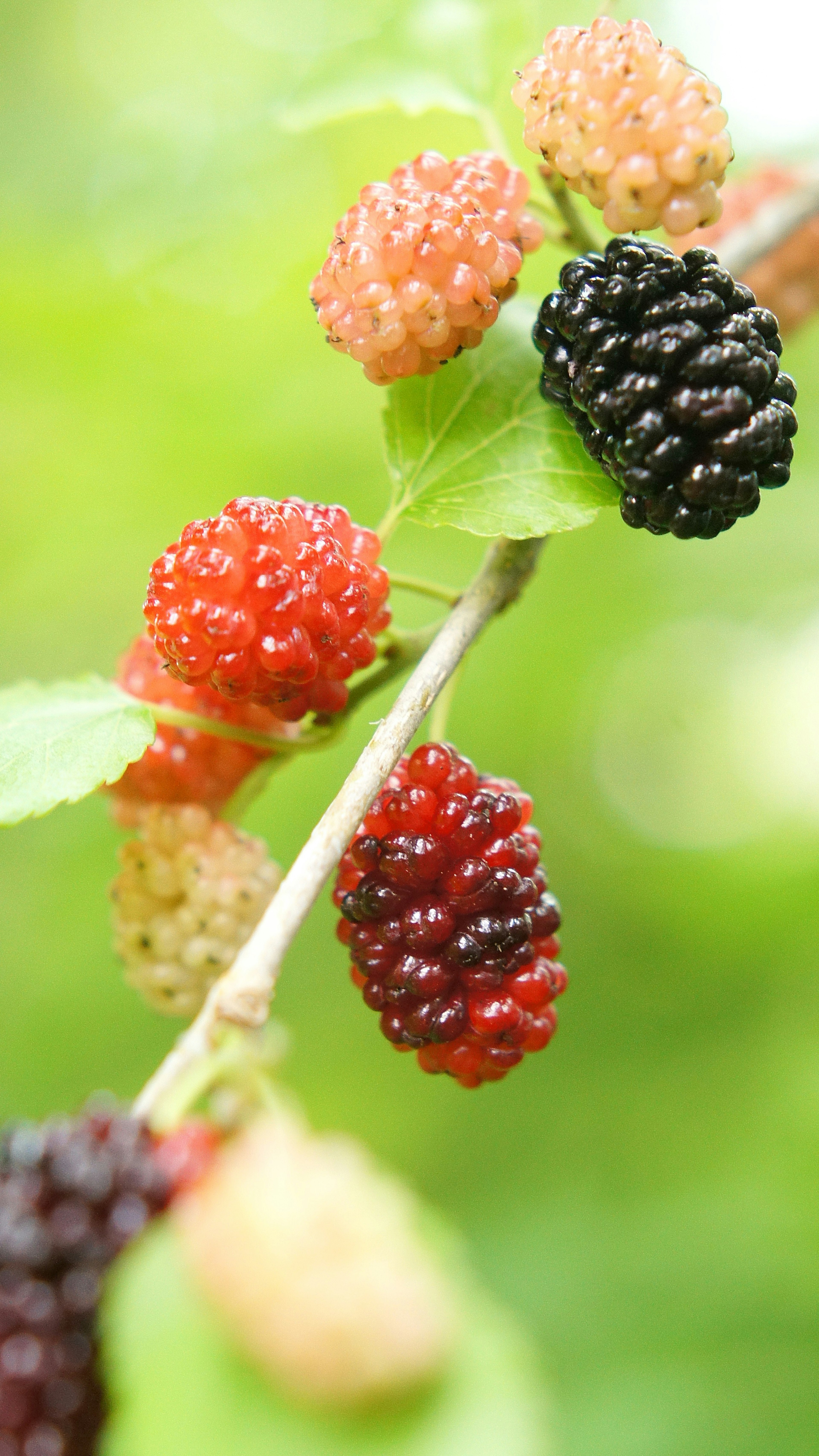 Mulberries in red, black, and orange colors growing on a branch