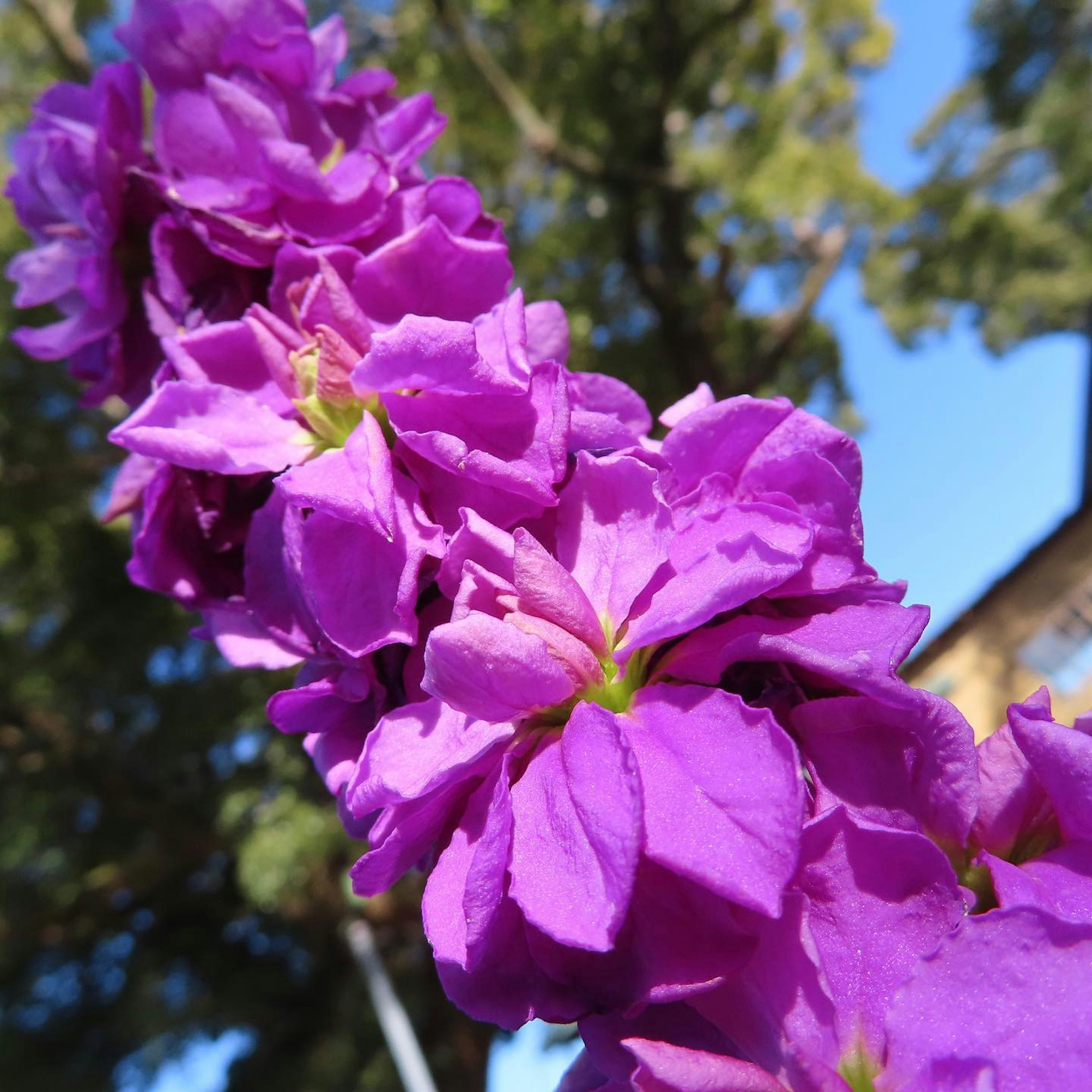 Nahaufnahme einer Pflanze mit lebhaften lila Blumen