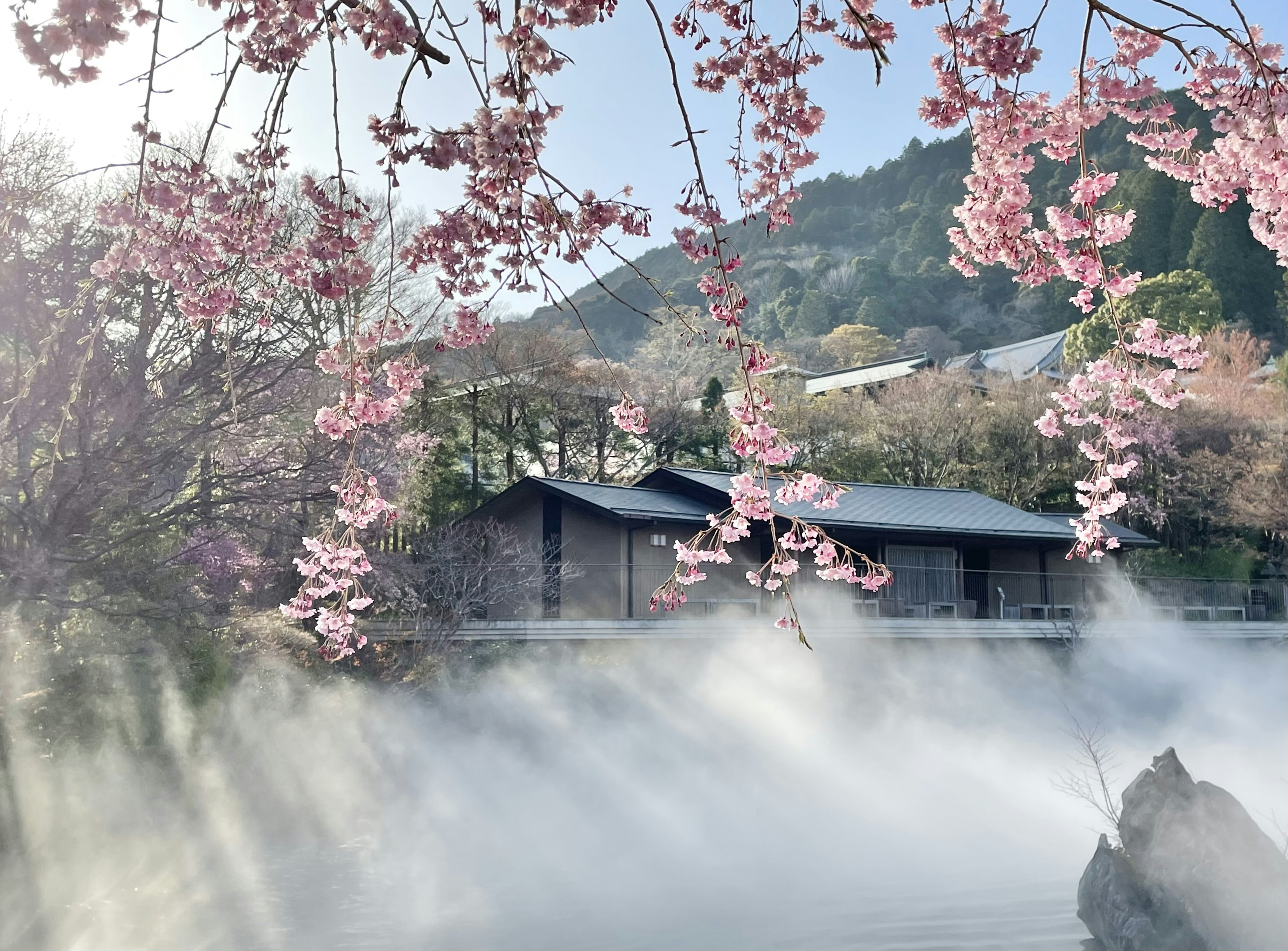 Une maison tranquille entourée de cerisiers en fleurs et de brouillard