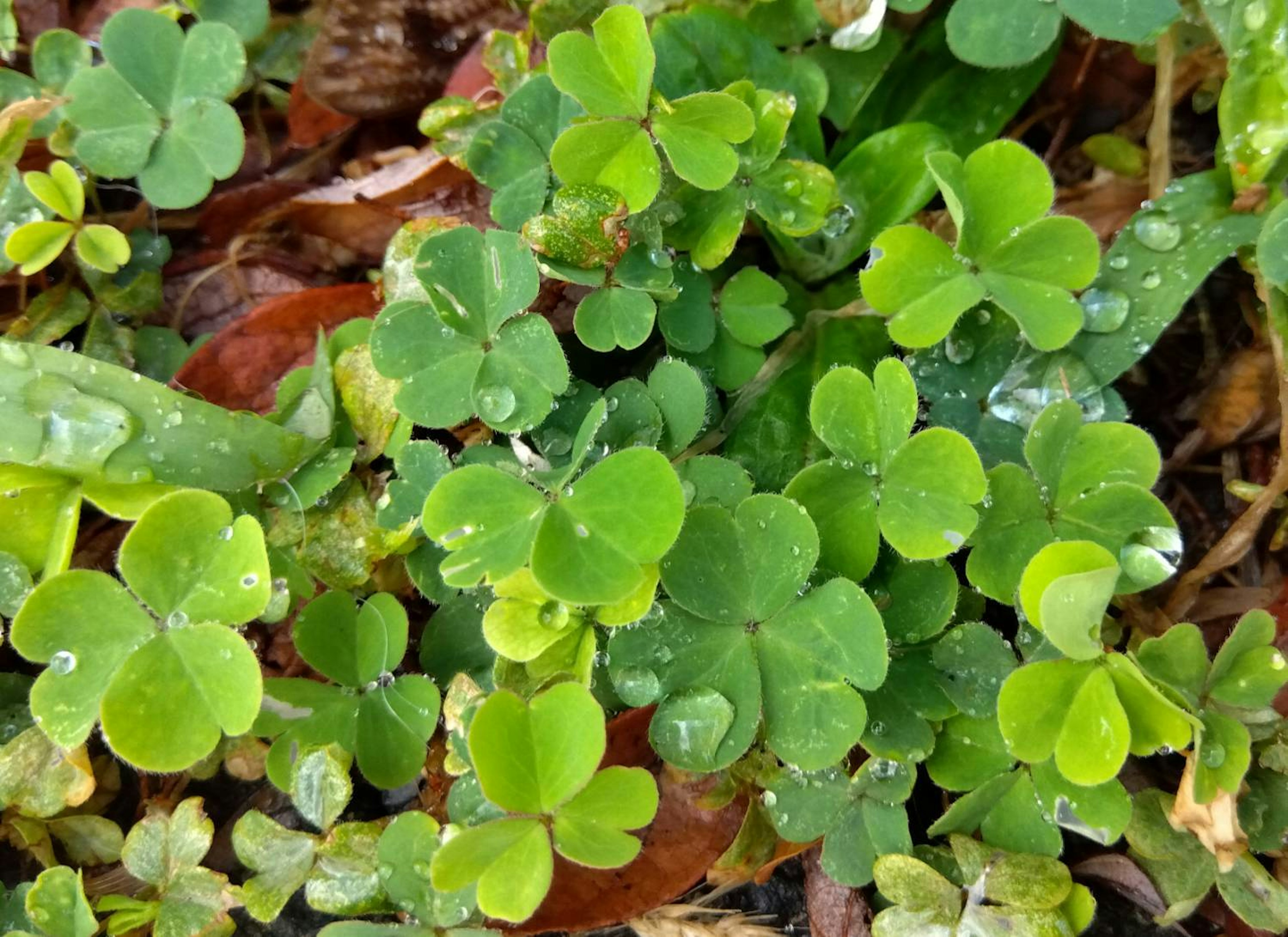 Close-up of green clover leaves with water droplets on the plants