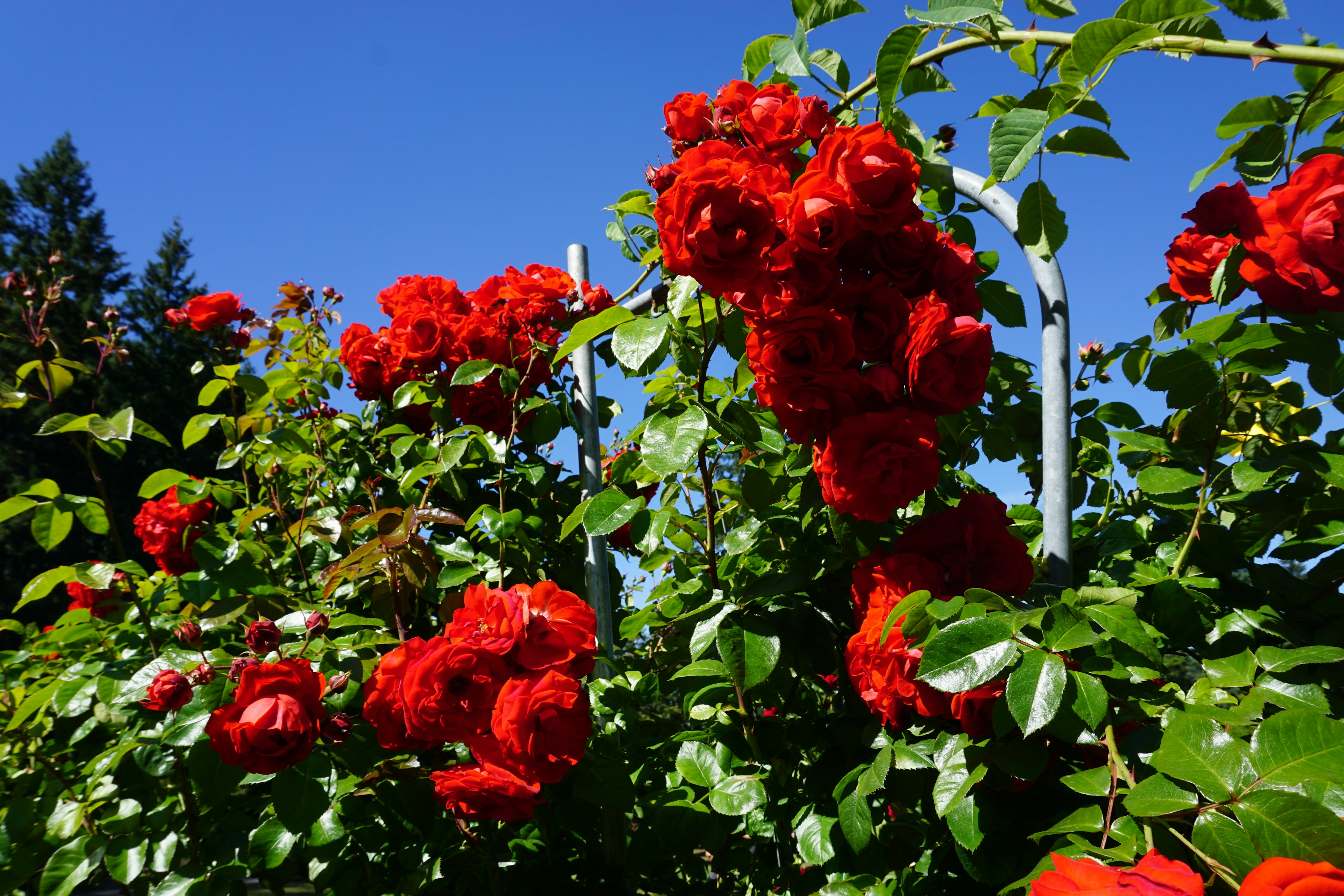 Una scena di giardino con rose rosse in fiore sotto un cielo blu