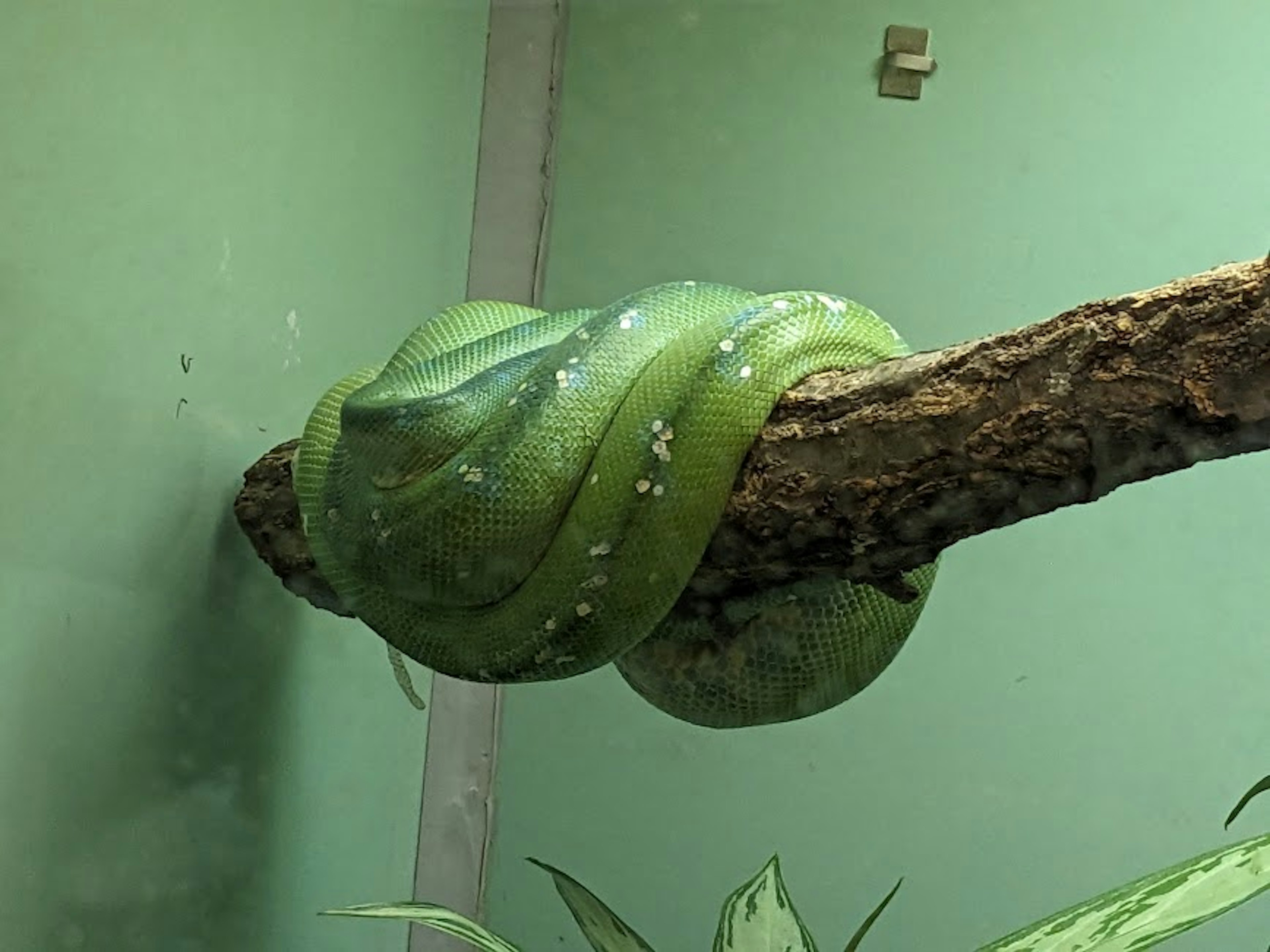 Green snake coiled around a branch