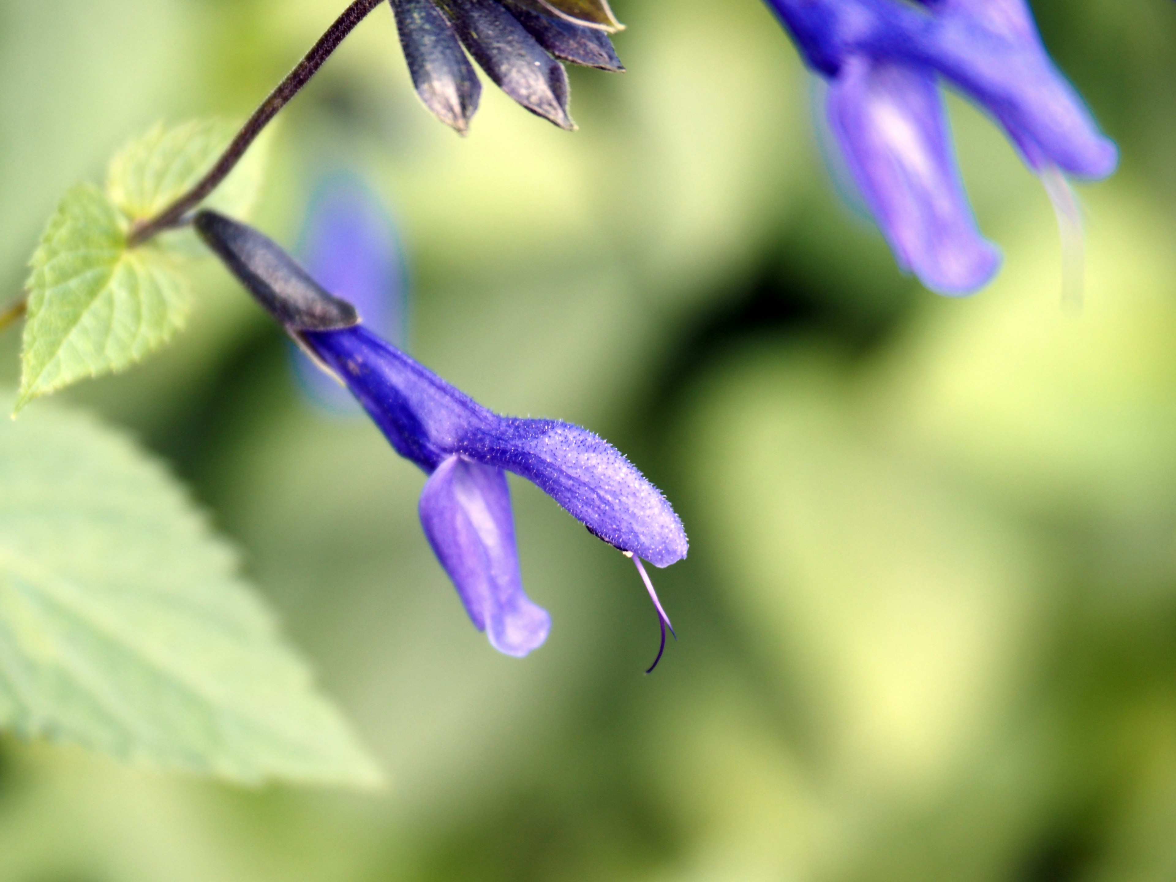 Flores moradas vibrantes con follaje verde de fondo